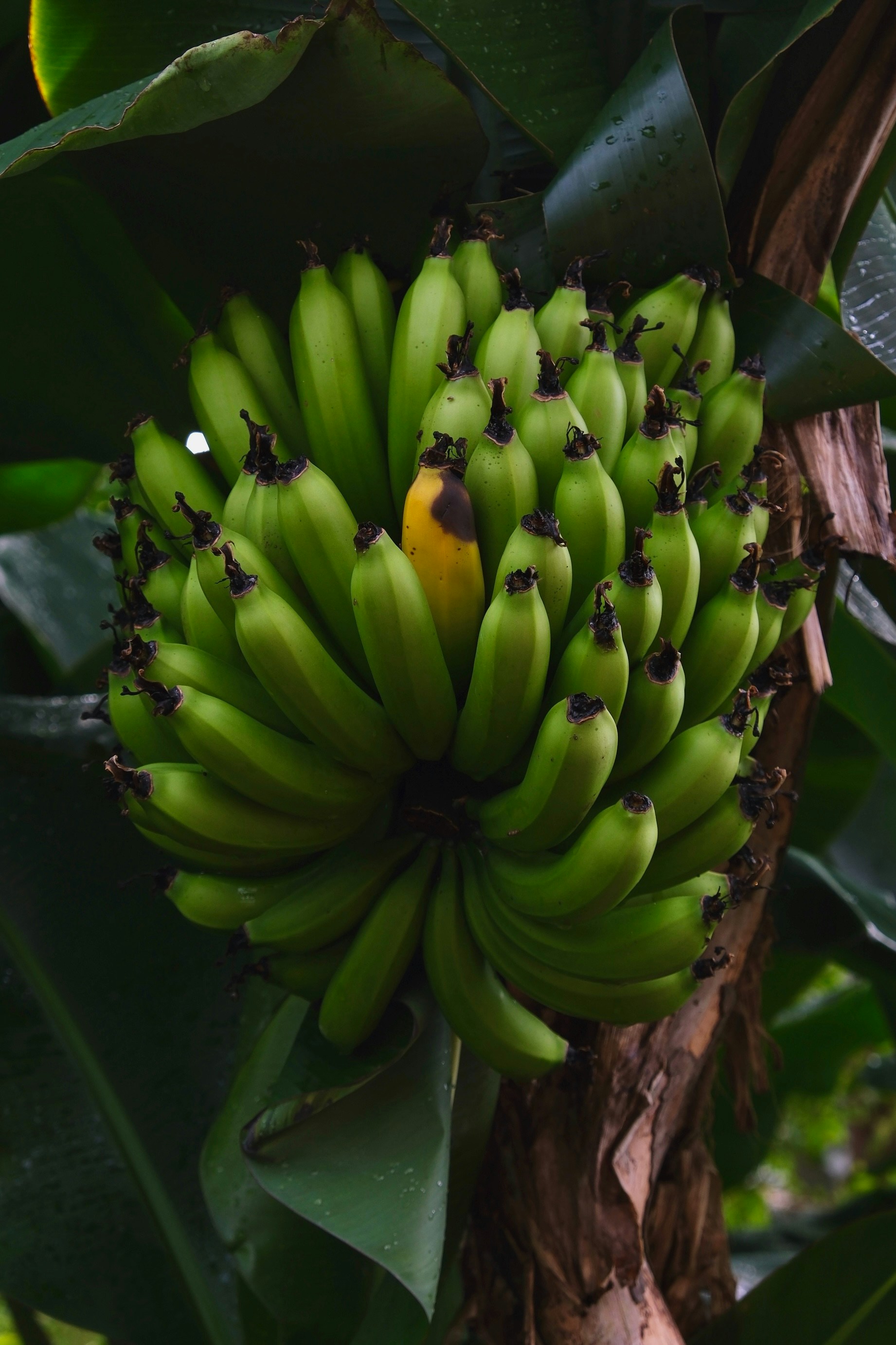Concentrado de puré de plátano: un ingrediente de fruta versátil que impulsa la innovación en alimentos y bebidas a nivel mundial