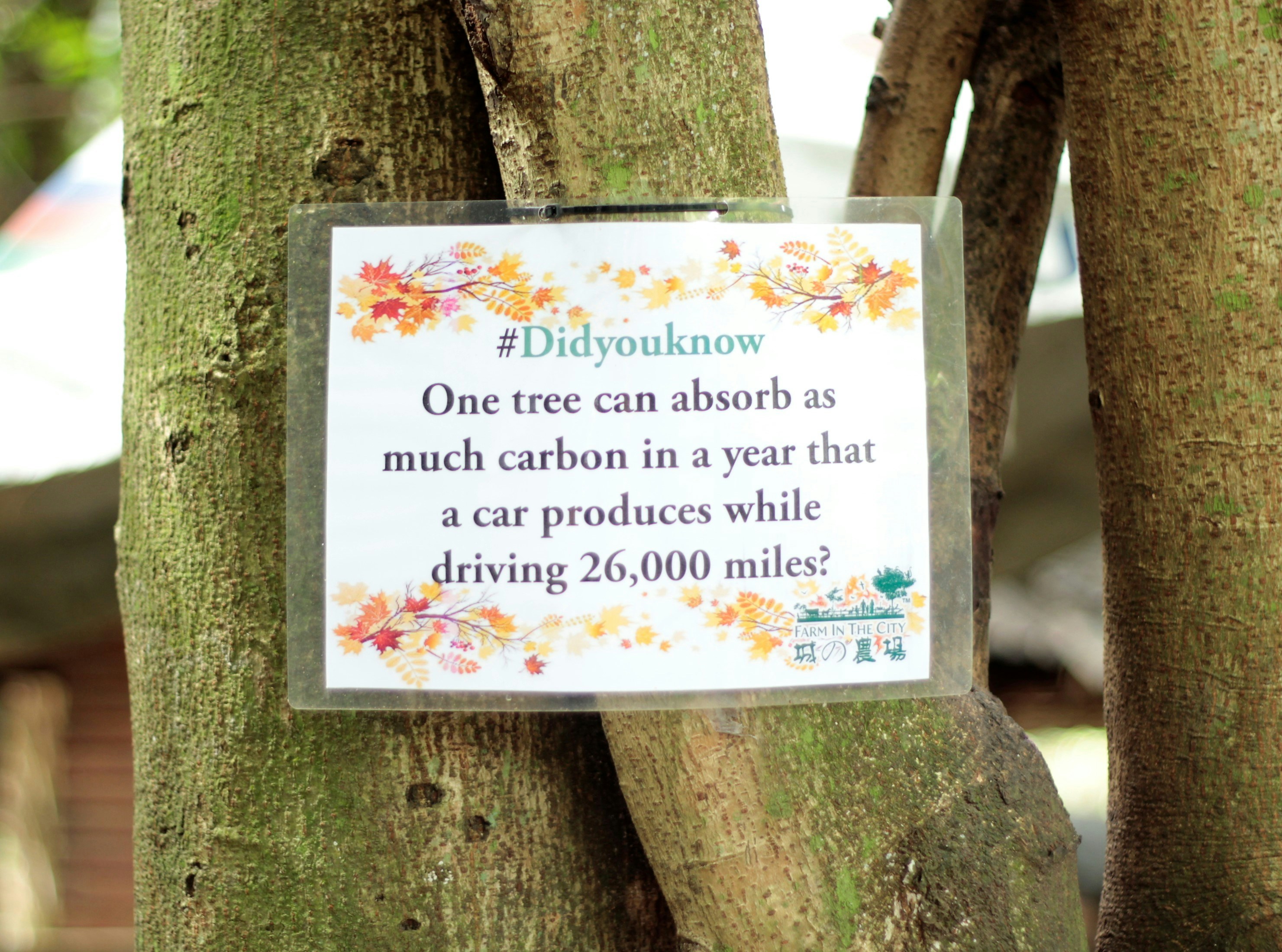 ¿Sabías que la IA puede ayudar a reducir la huella de carbono de