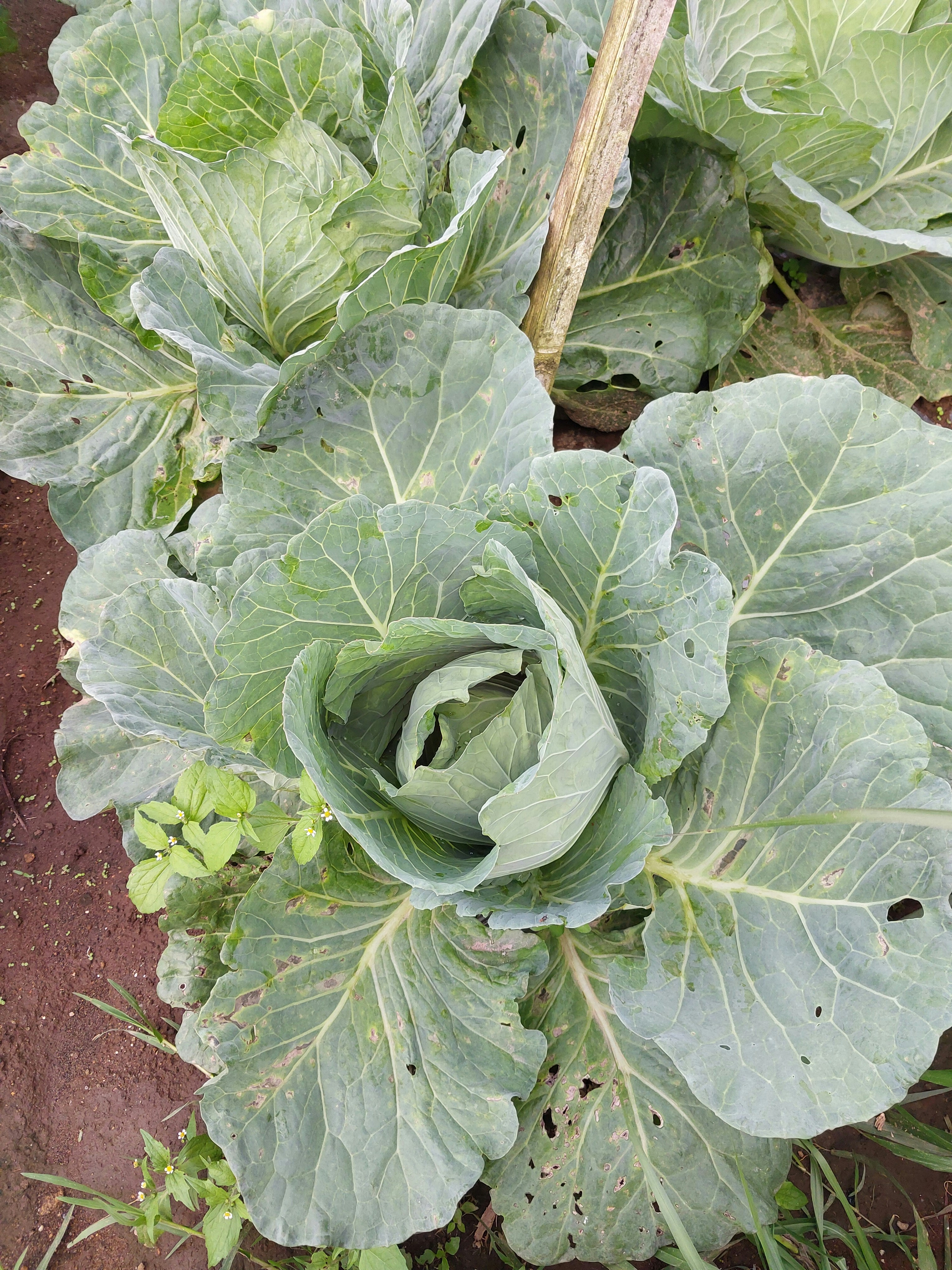 Inferencia eficiente no paramétrica para efectos causales cuantiles de red bajo interferencia parcial