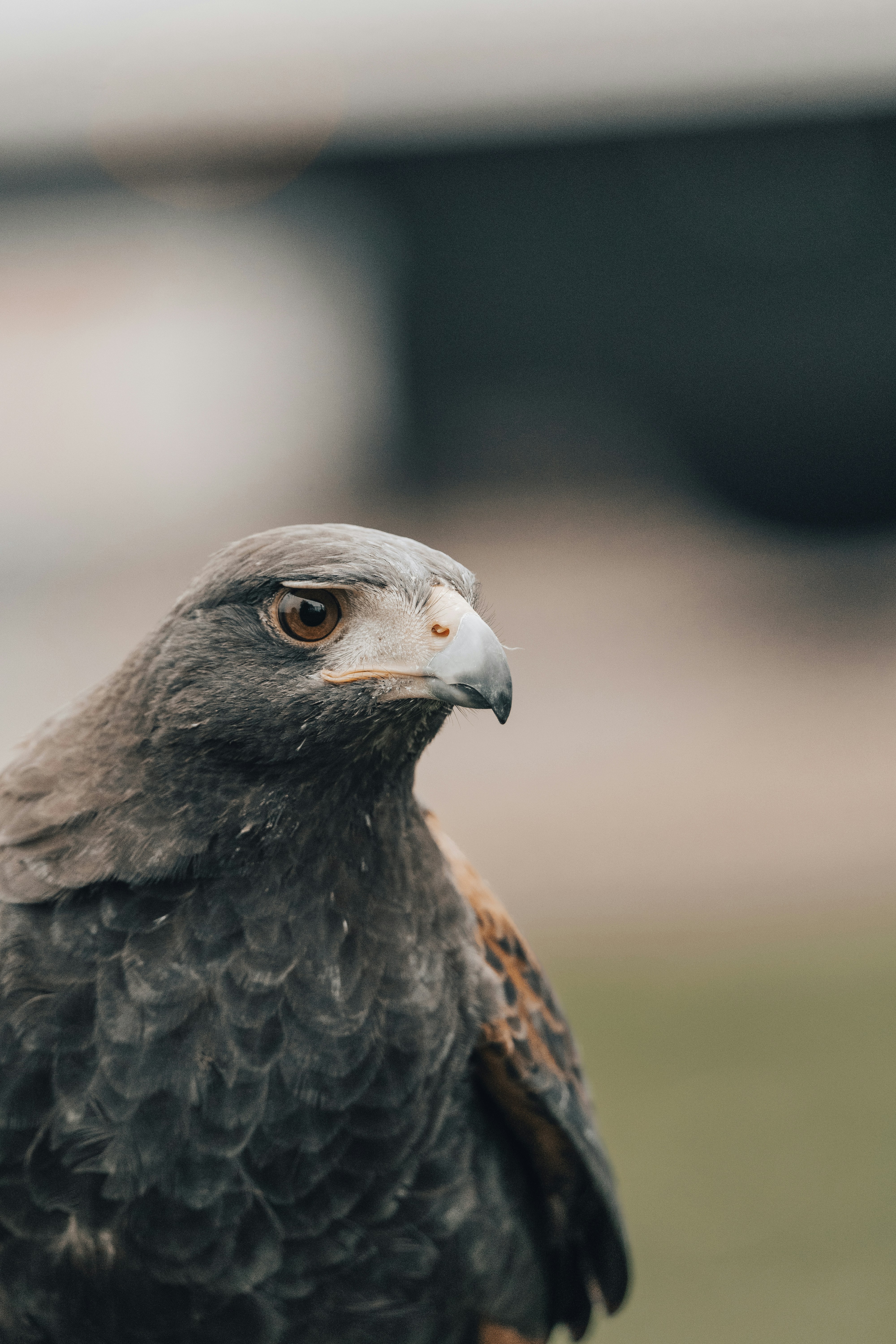 ITS-Mina: Un marco All-MLP basado en optimización de Harris Hawks con refinamiento iterativo y atención externa para la predicción de series temporales multivariantes