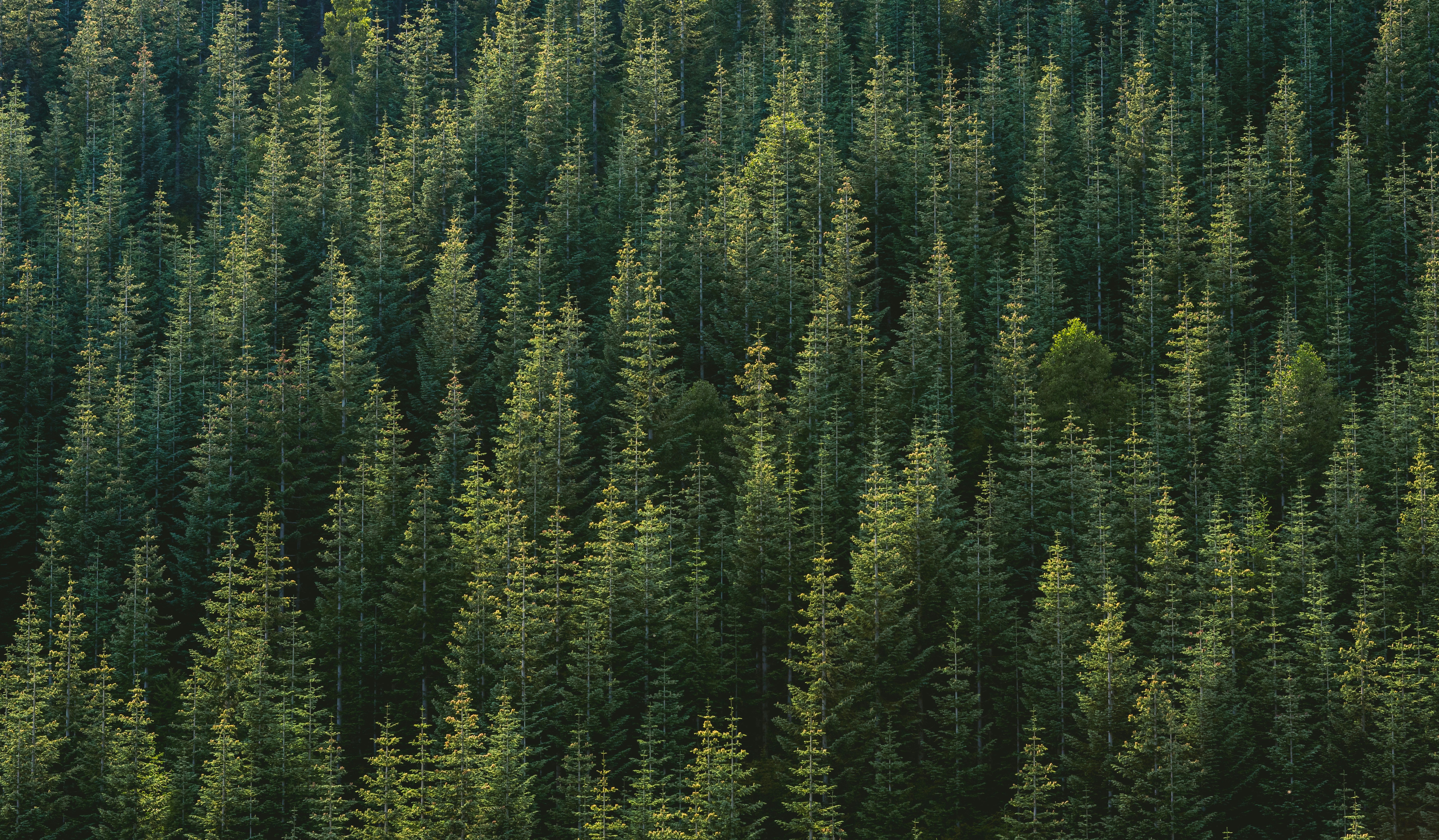 Kernel de Rutas de Partición: Representación Unificada para Bosques de Árboles