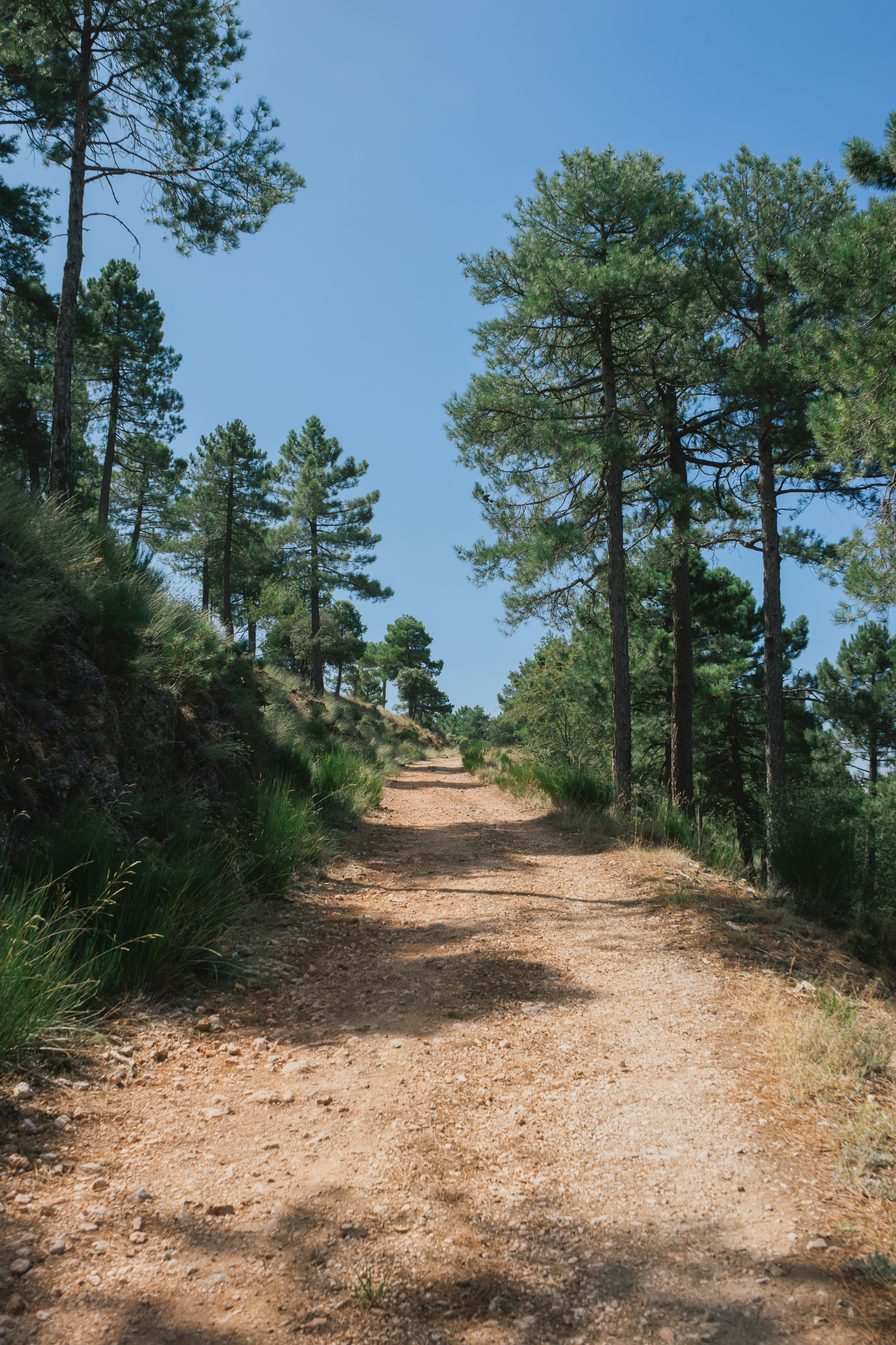 La guía definitiva para encontrar una plataforma SaaS a medida en Albacete
