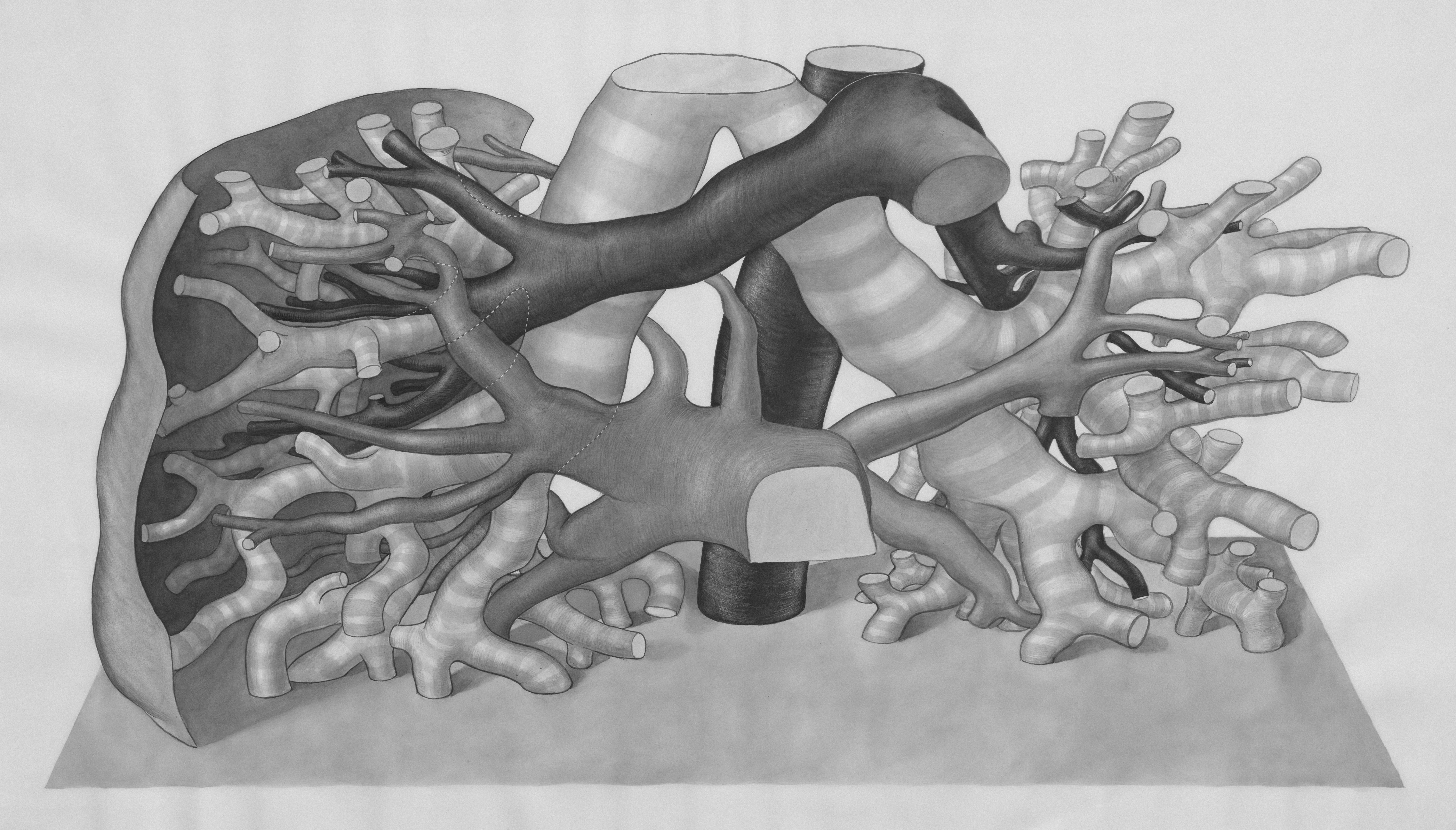 Una red anatómica: Un tuberífero de segmentación de múltiples estructuras y estimación de distancia basada en contornos para la puesta a tierra clínicamente de la estadificación T del cáncer de pulmón