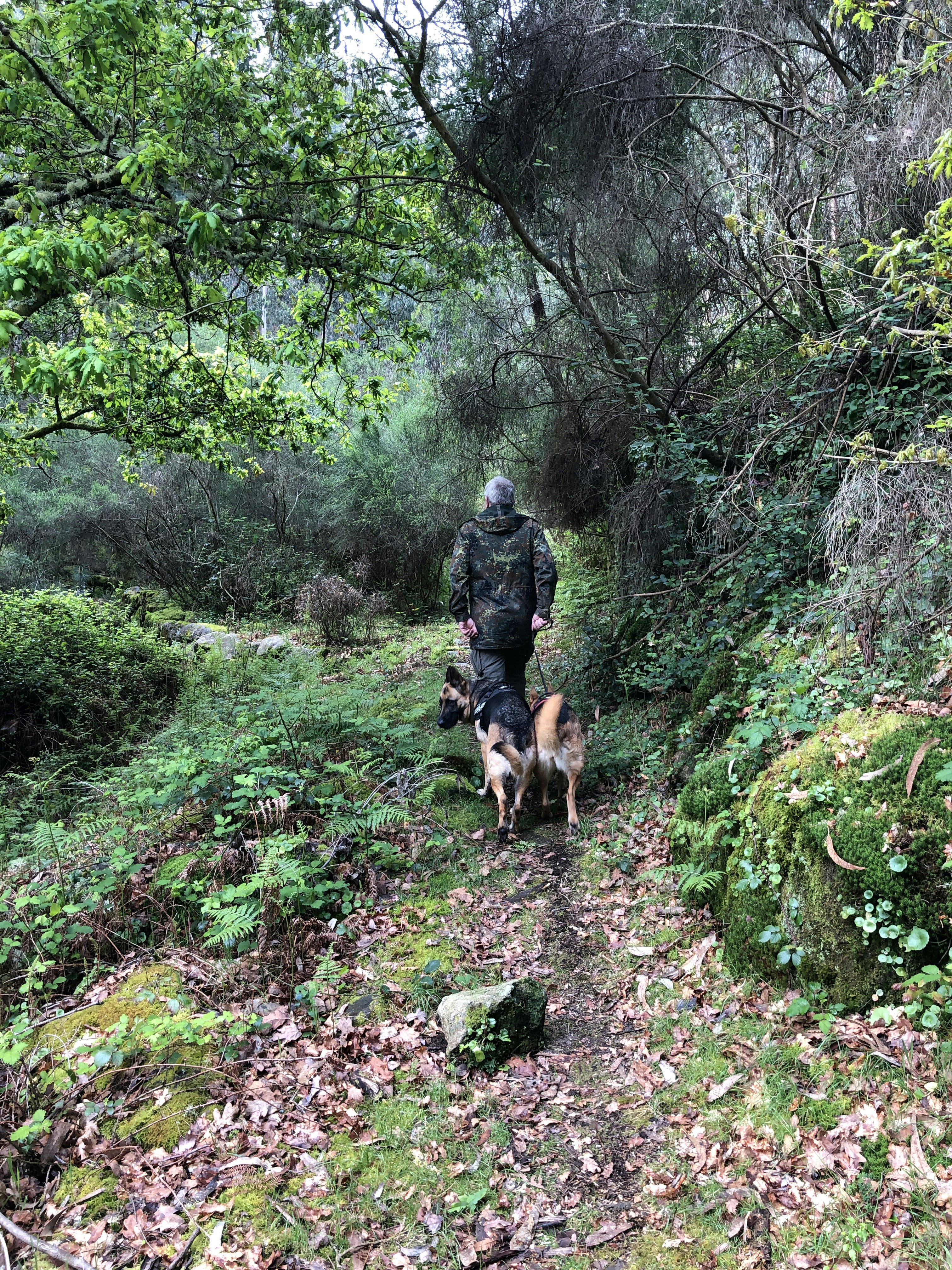 Los cazadores de tesoros afirman que tienen el botín de Carnival, el gigante de cruceros, ya que 7.5 millones de correos electrónicos salen a la luz
