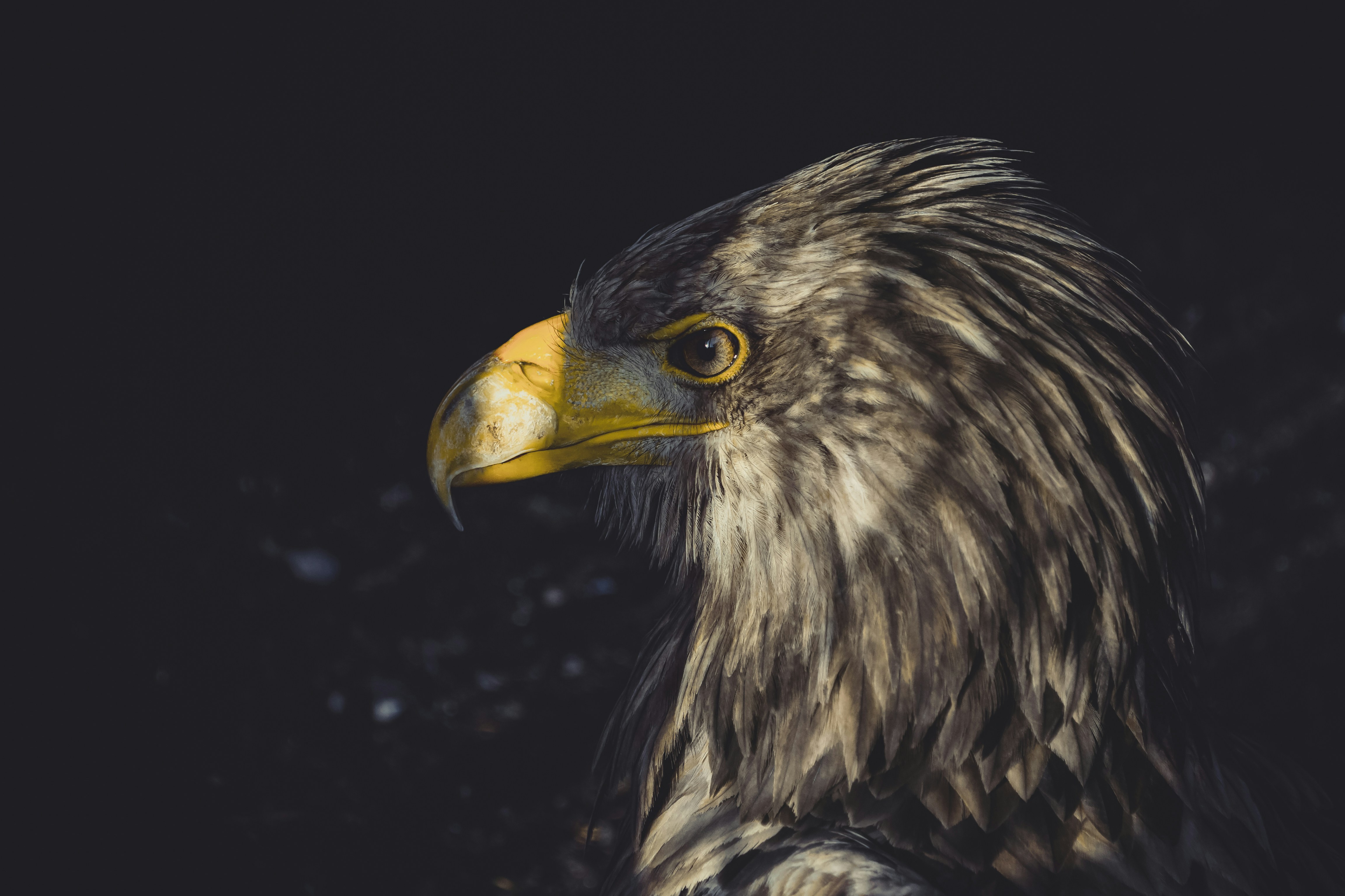 Top 100 Expertos en Inteligencia Artificial en Águilas