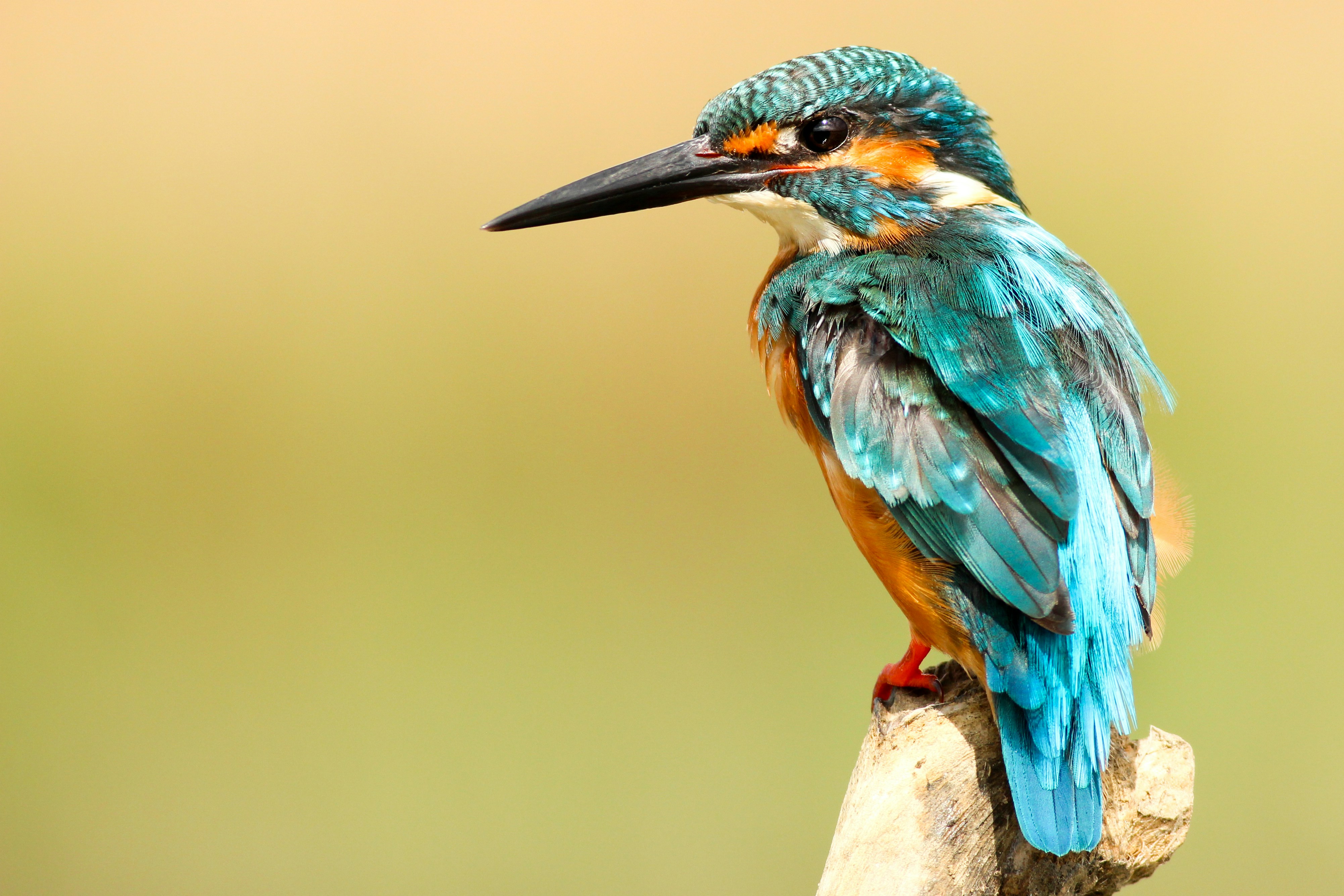 MAviS: Asistente conversacional multimodal para aves