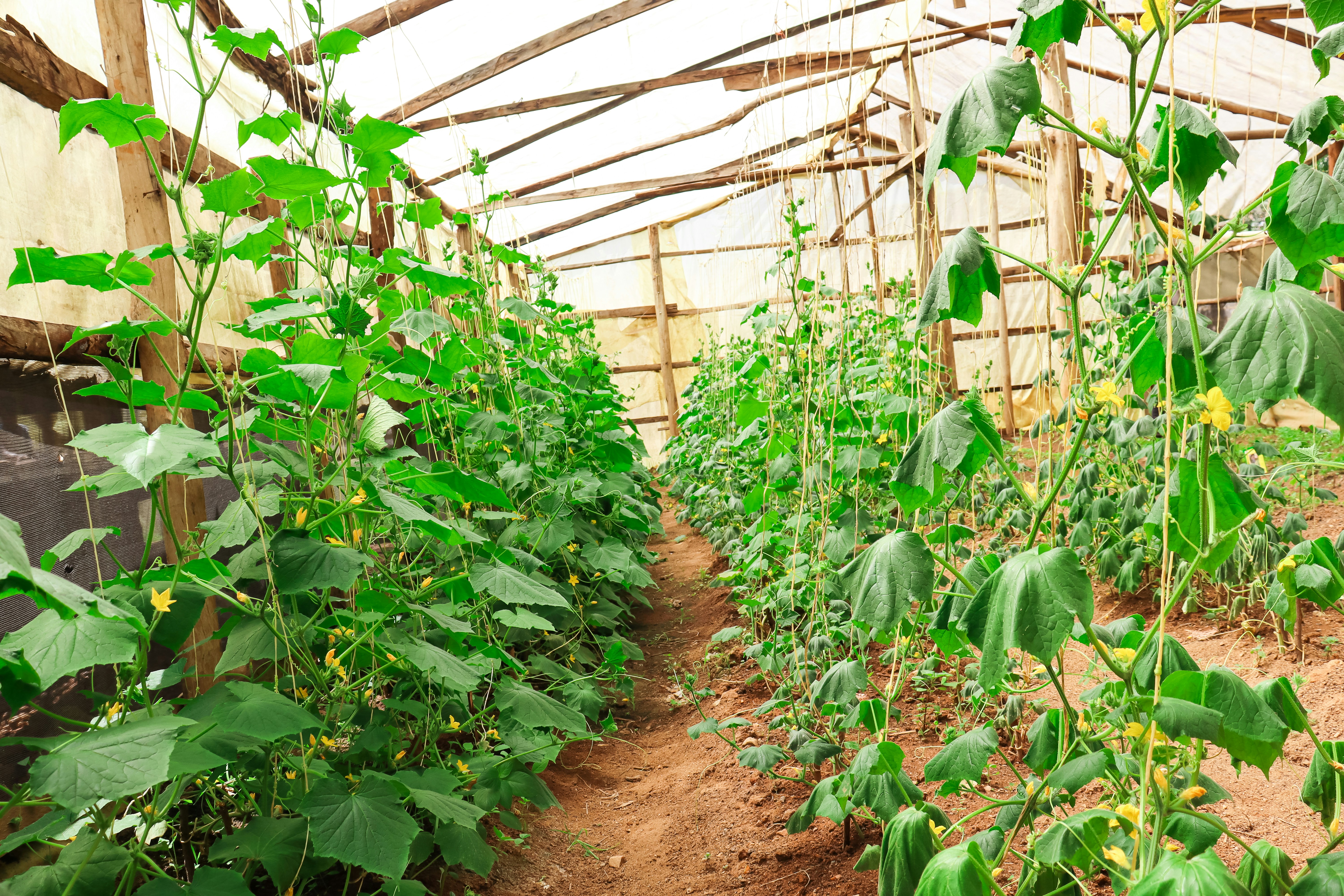 Cómo construí AgriPath: una plataforma agrícola impulsada por IA que aumenta las ganancias en un 90% utilizando Google Cloud Run y ADK