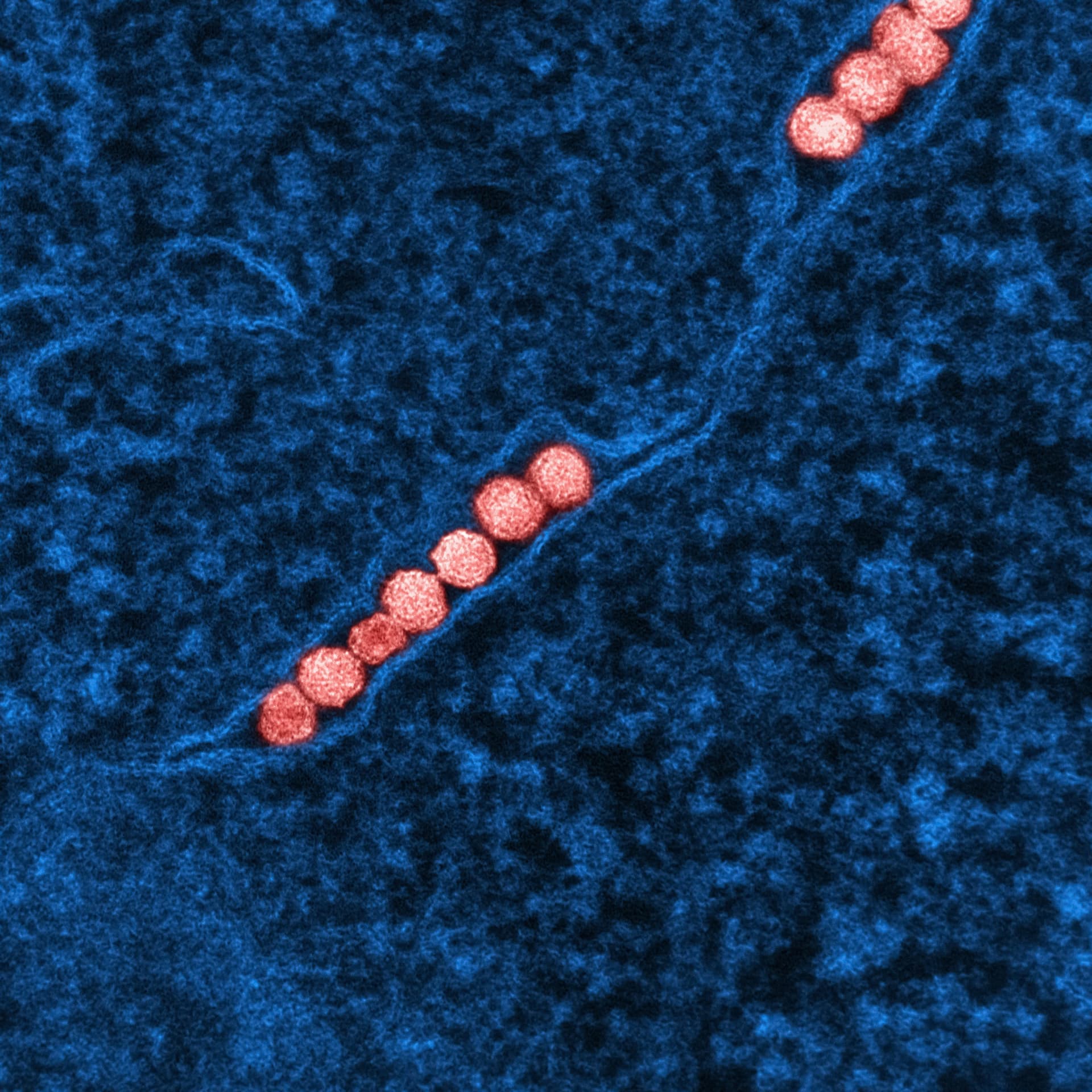Mejora de la captura de CO2 a través de la imitación de membranas inspiradas en la biología con redes poliméricas dinámicas