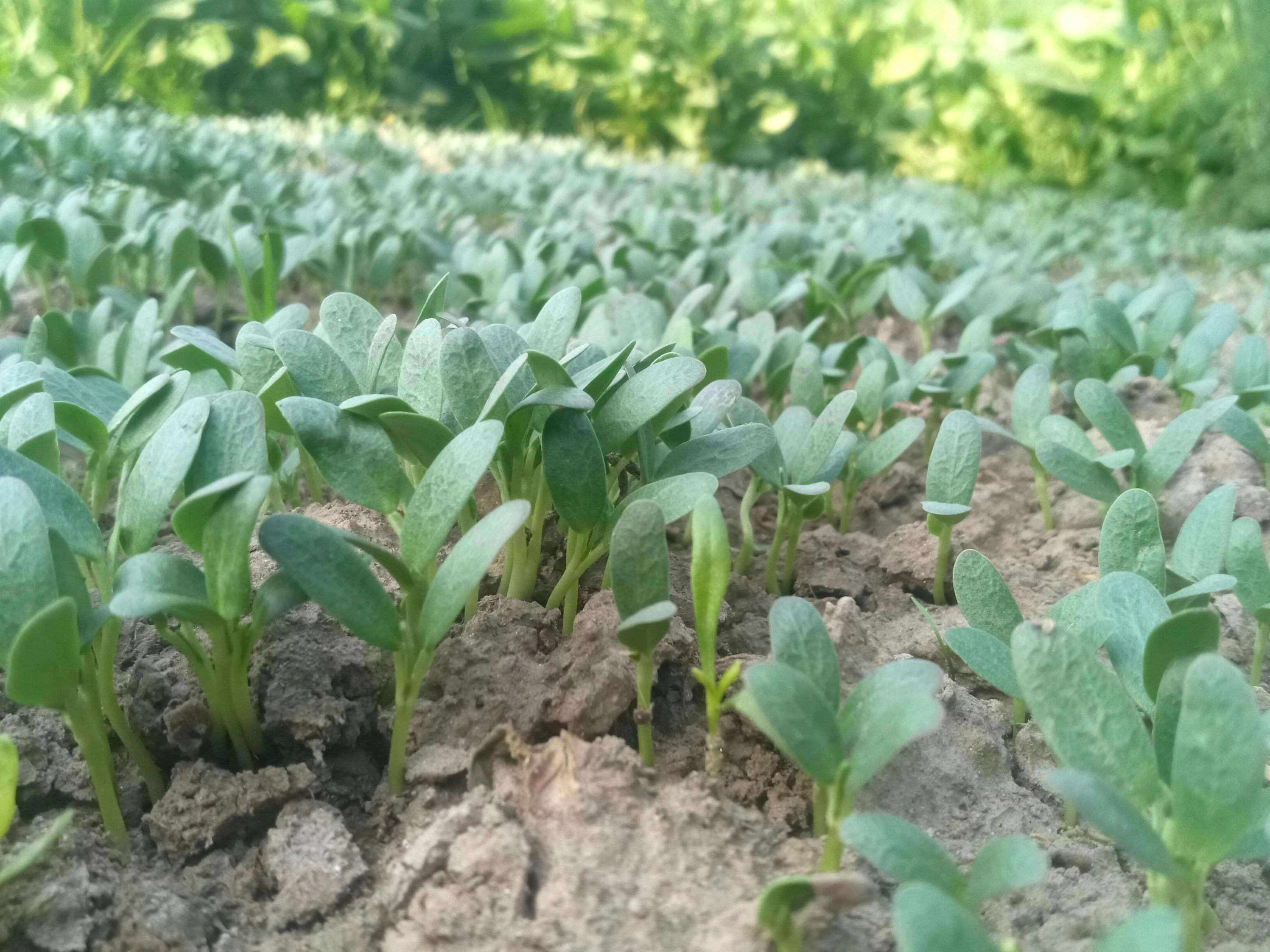 Mejorando la reproducibilidad controlando la estabilidad de la semilla aleatoria en la estimación basada en el aprendizaje automático a través de bagging
