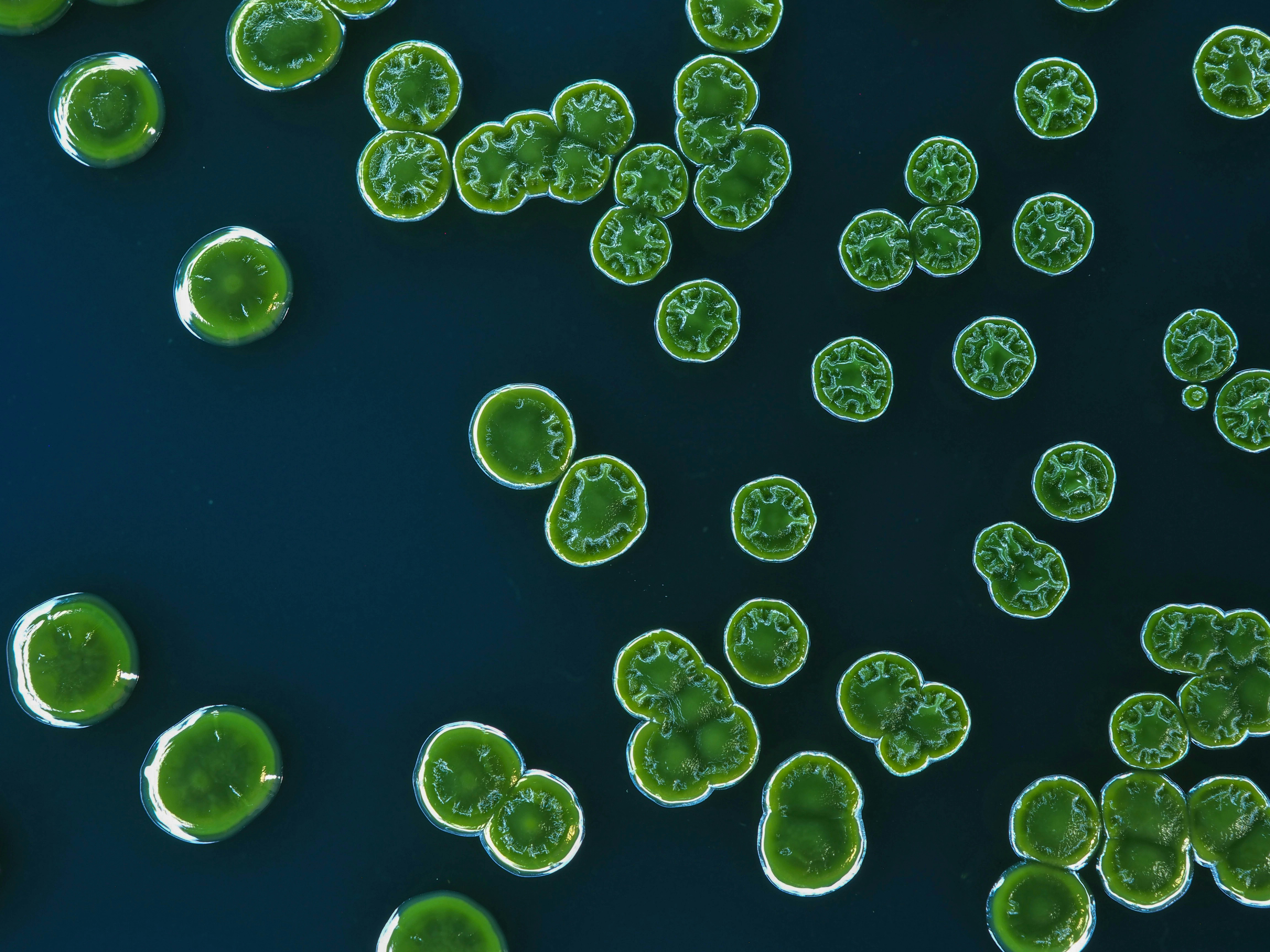 Producción mejorada de lípidos en cianobacterias a través del control adaptativo del flujo metabólico