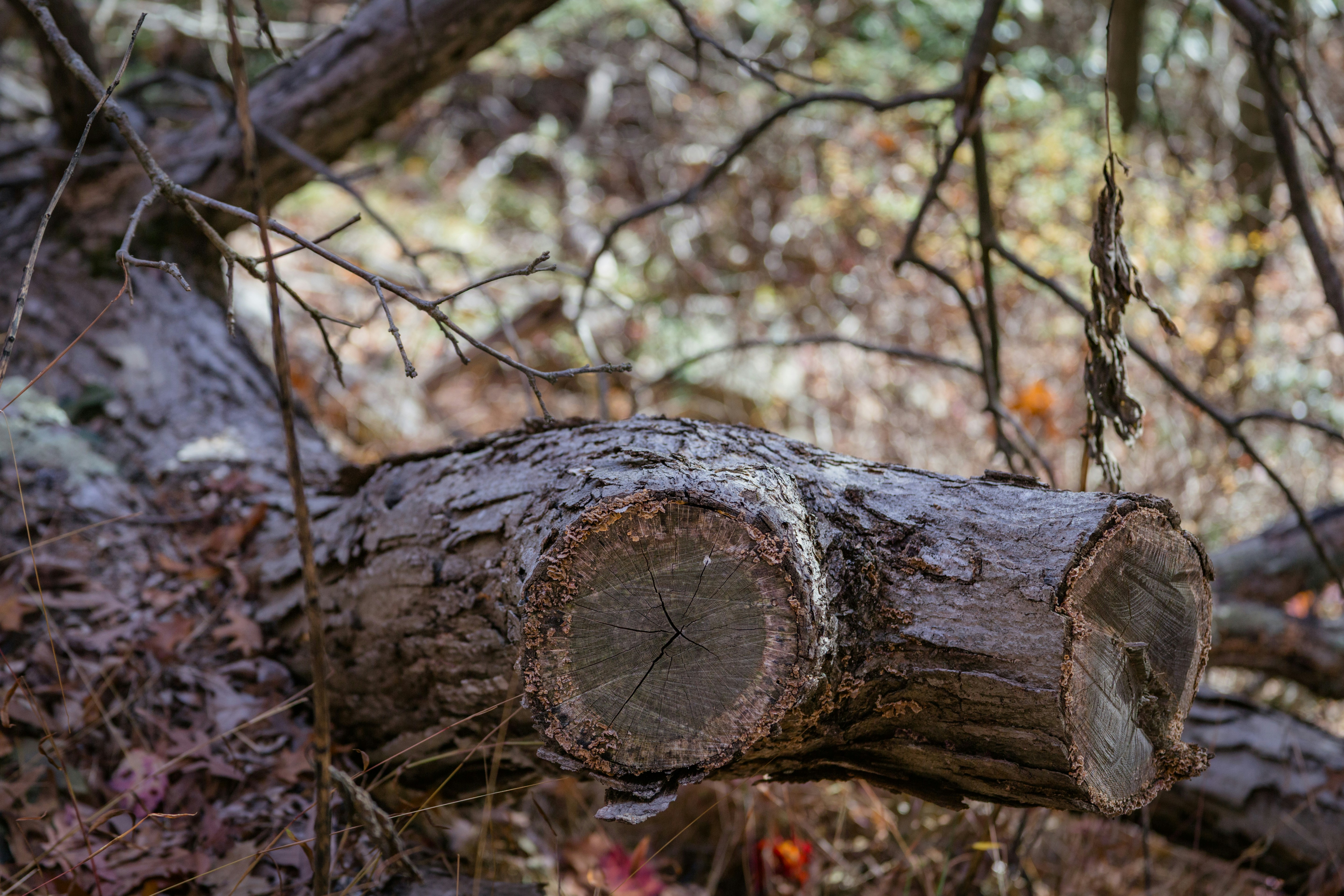 Detener la caza de registros: Cómo OpenTelemetry une métricas, registros y trazas