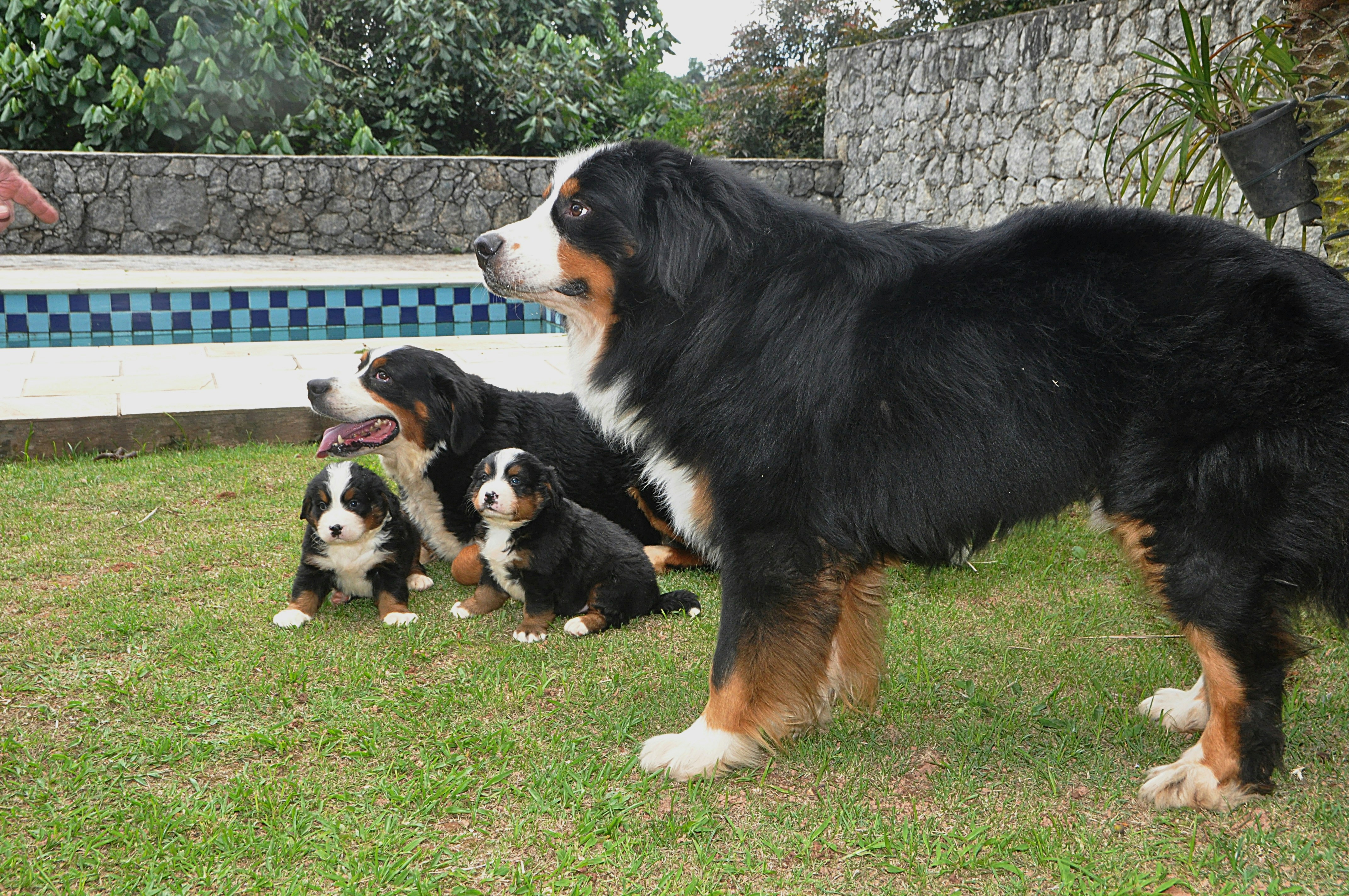 Regularización espacialmente variable guiada por TC para el registro PET corporal completo deformable voxel a voxel