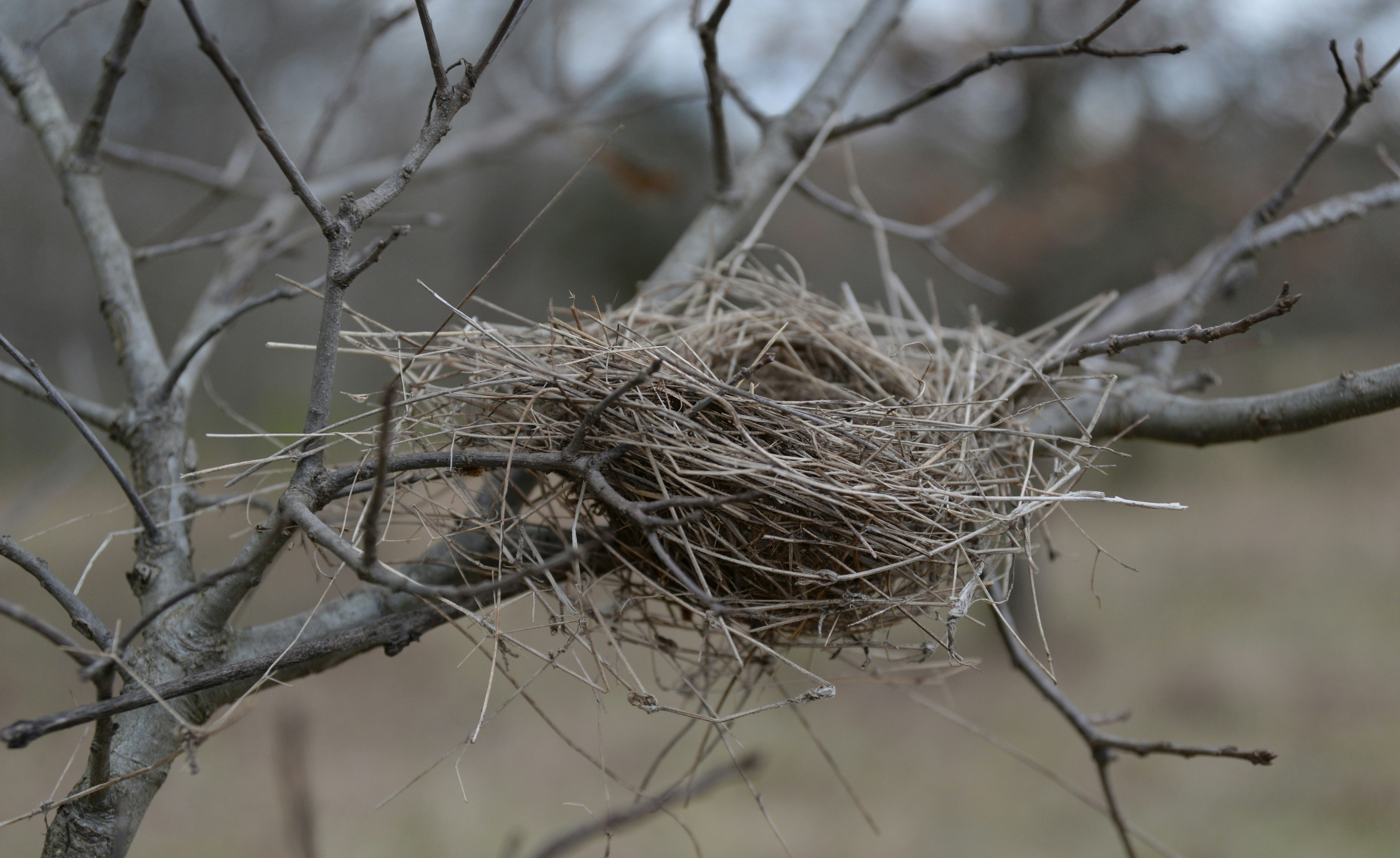 NEST3D: Dataset multimodal de alta resolución de nidos de tejedores sociables