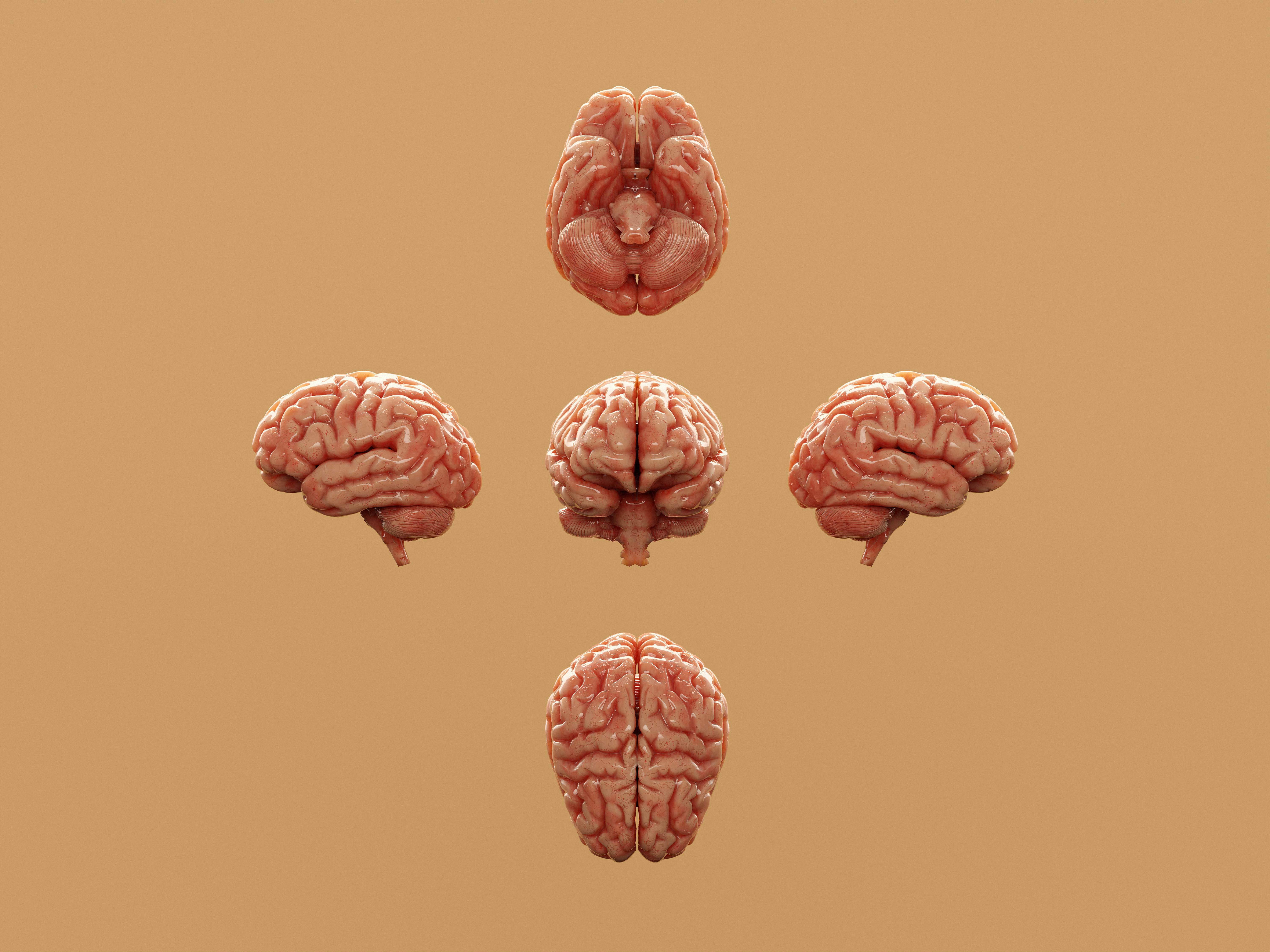 Neuroprobe: Evaluación de las respuestas cerebrales intracraneales a estímulos naturalistas