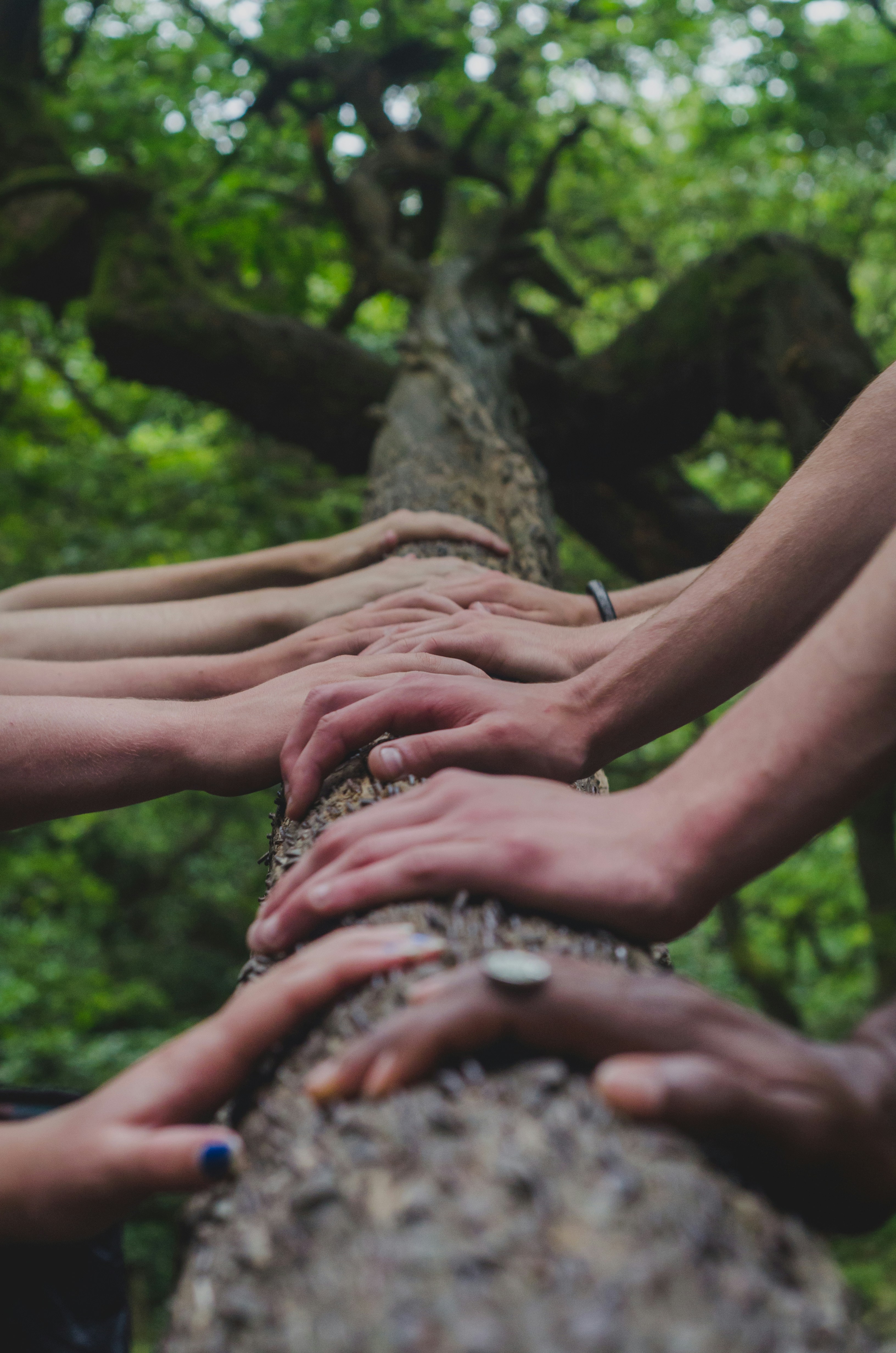 OpenClaw-Skill: Búsqueda Colectiva en Árbol de Habilidades para LLMs