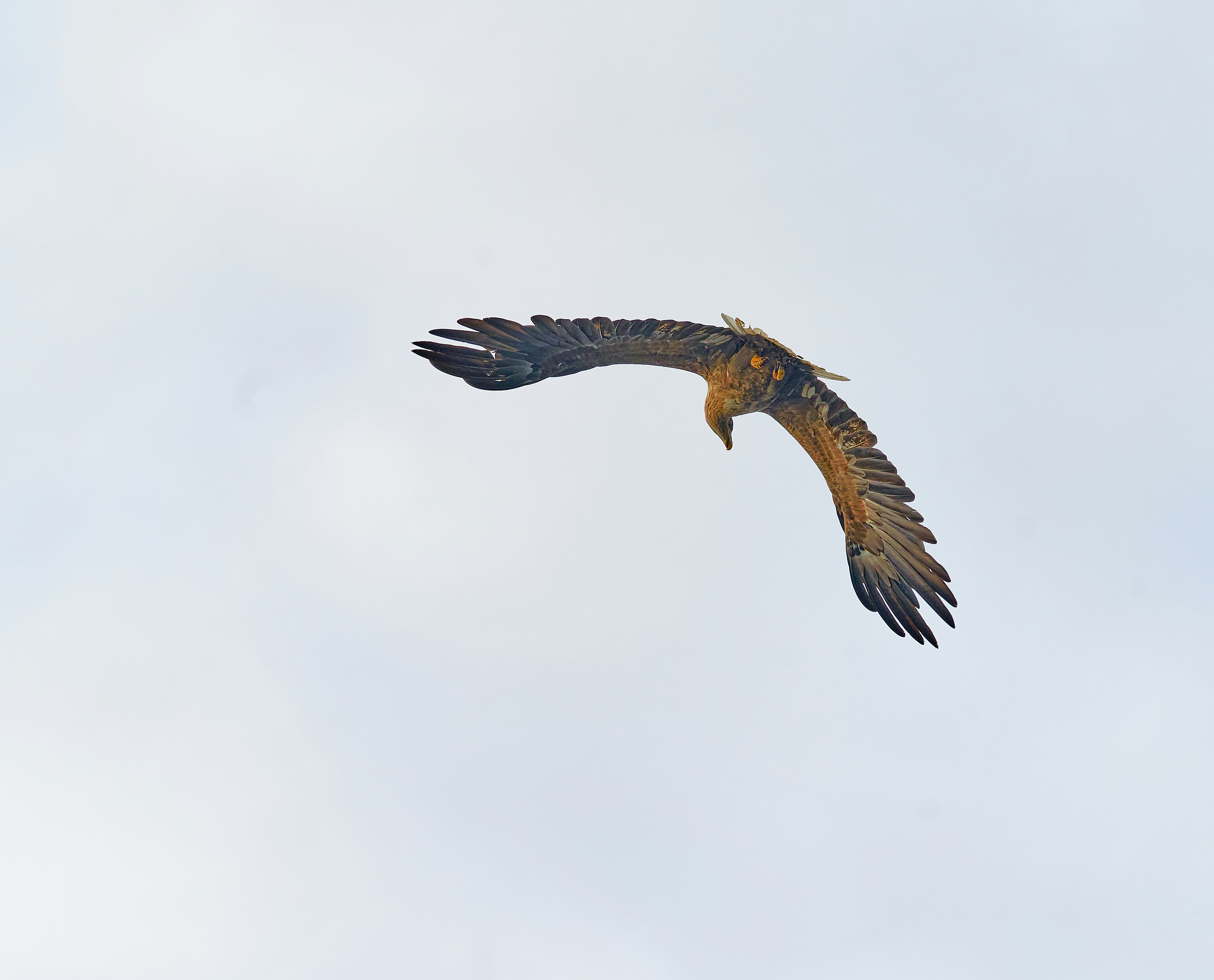 Desarrollo de flujo de trabajo n8n en Águilas