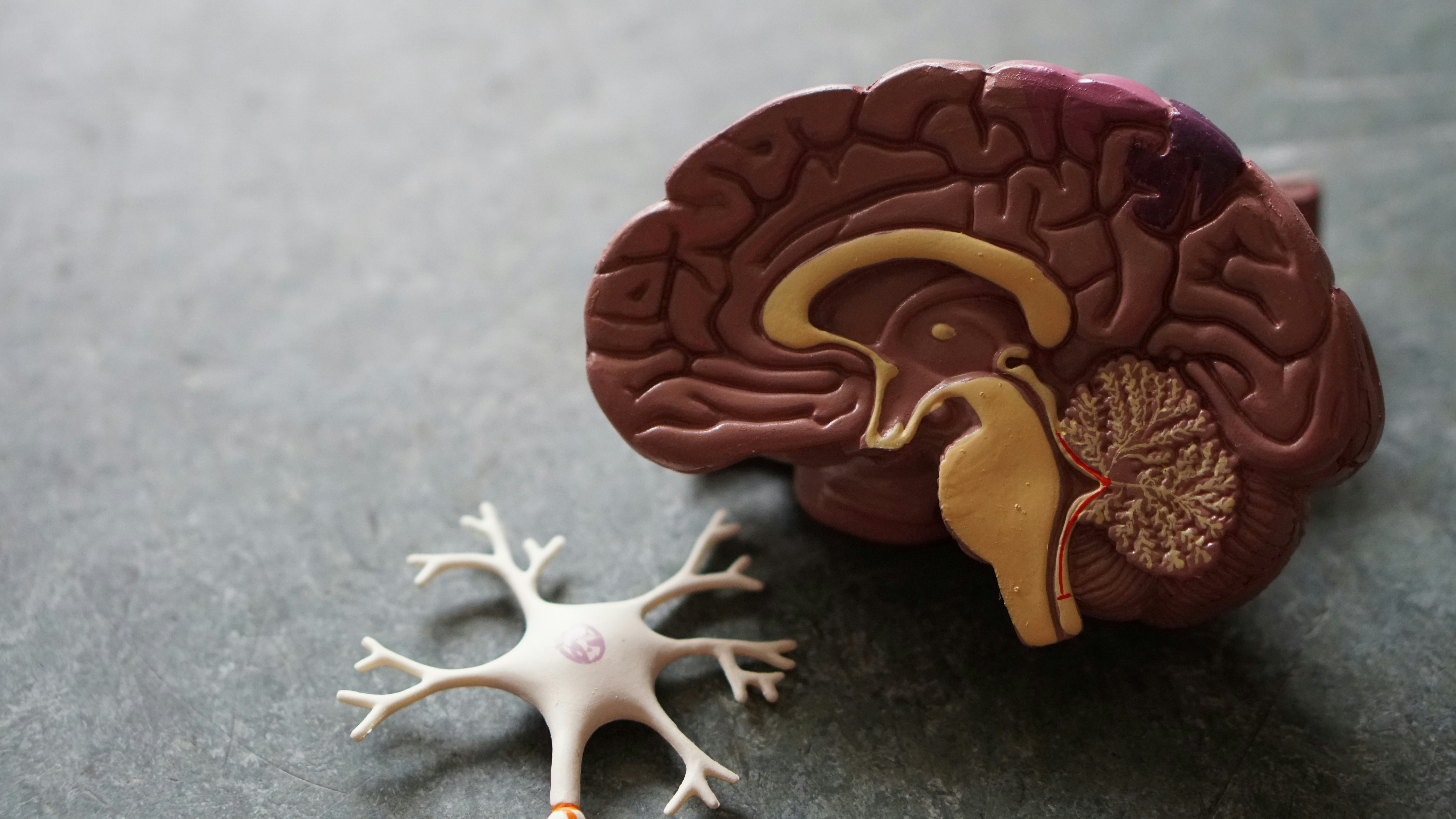 Políticas de co-estado neurales: Estructurando estados ocultos en el aprendizaje por refuerzo recurrente