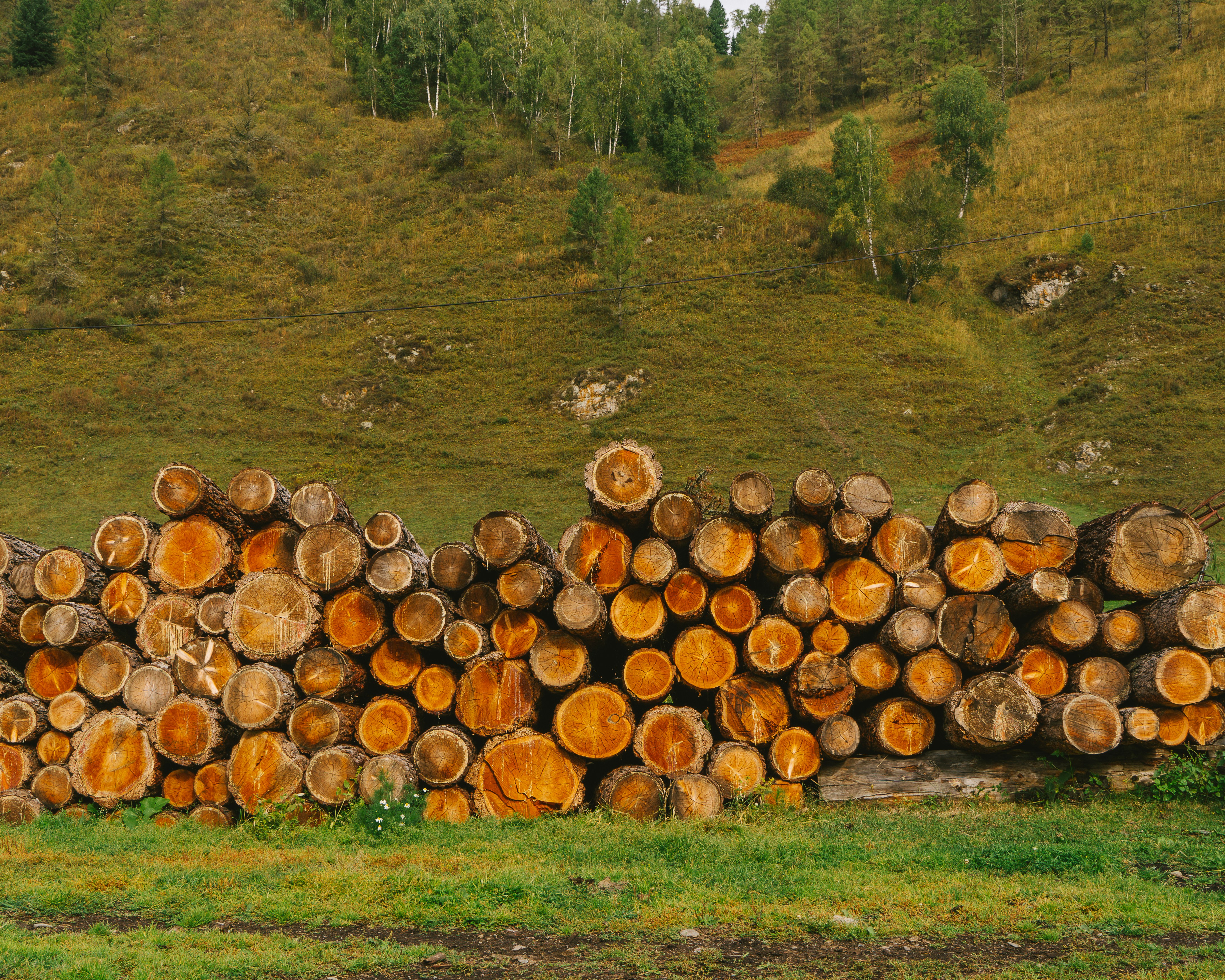 Estimación directa del volumen del árbol y la biomasa sobre el suelo utilizando regresión profunda con datos lidar sintéticos