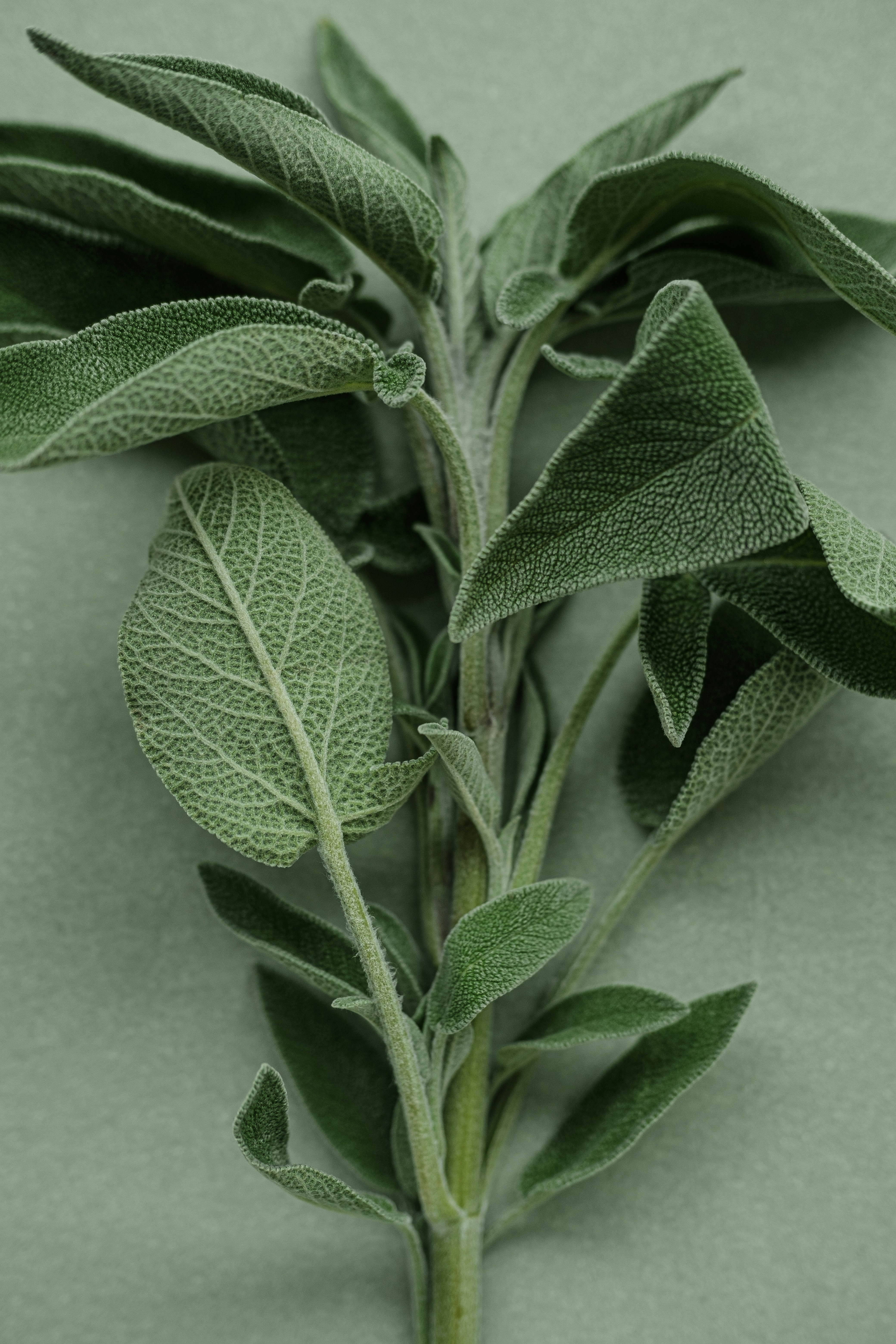 ¿Para qué se utiliza la migración de extensiones de Sage a aplicaciones web?