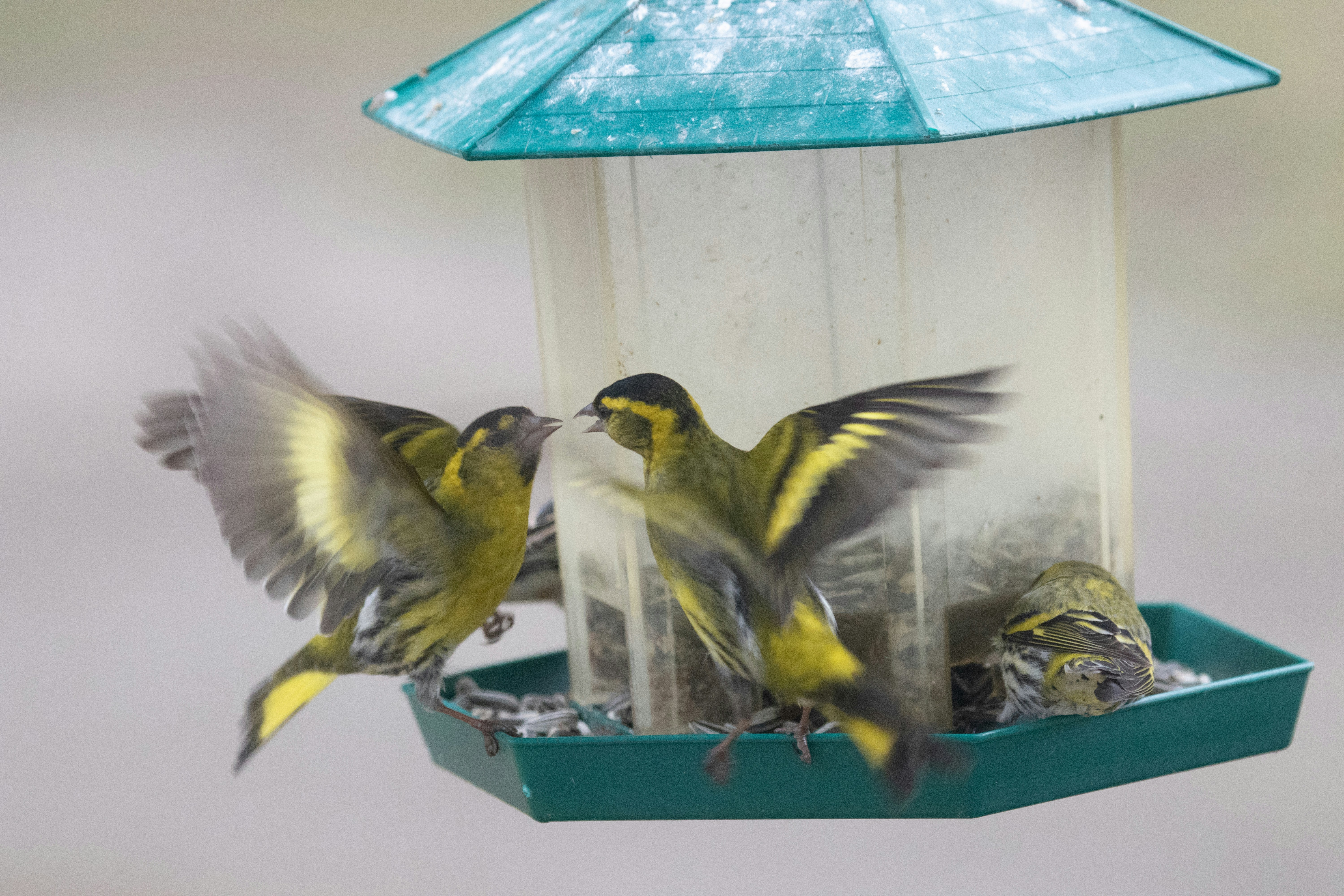 Optimización automatizada del diseño de rejillas MRI de pájaro mediante algoritmos evolutivos basados en gradientes