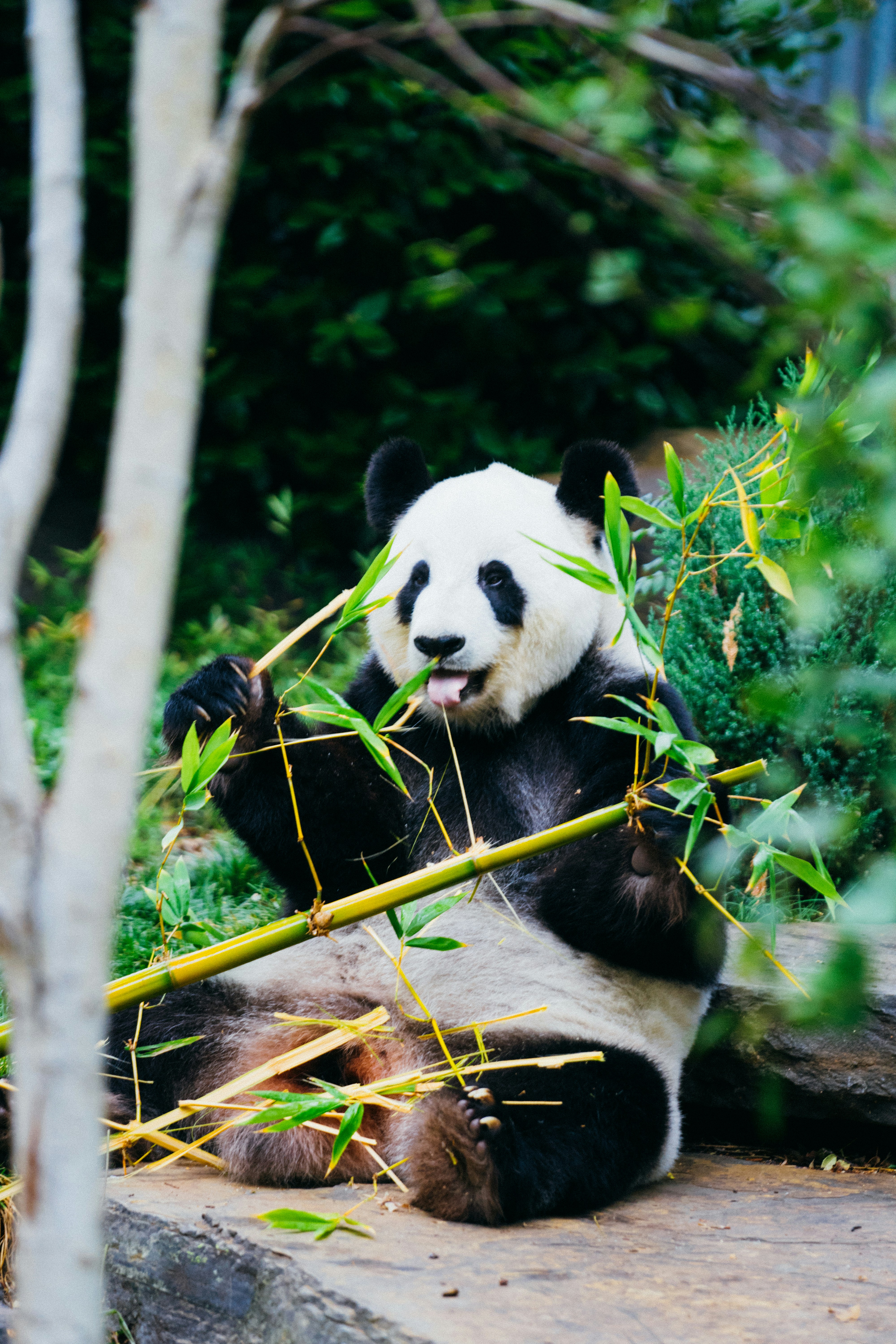 Pandas no va a ninguna parte: por qué sigue siendo mi opción preferida para la manipulación de datos