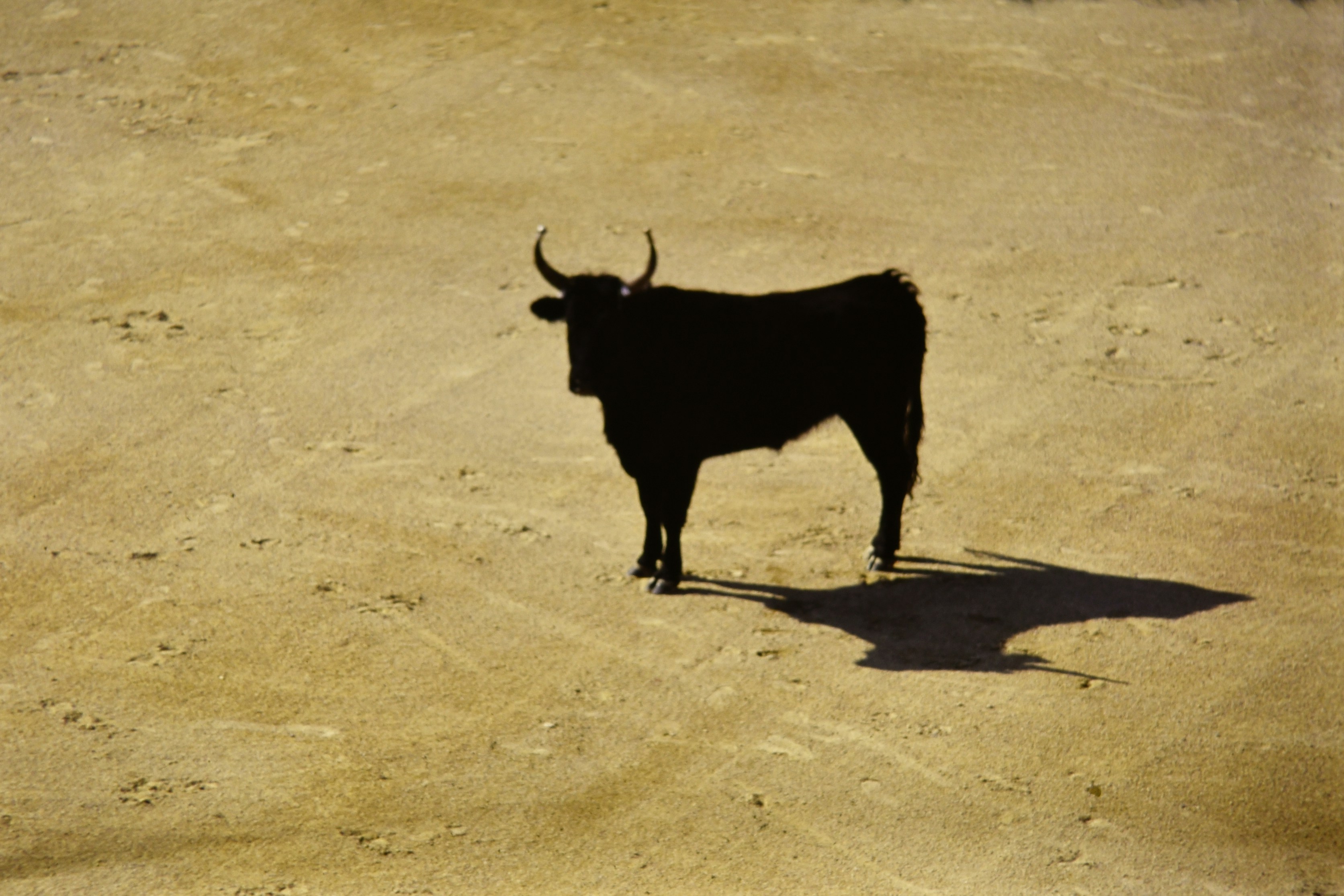 Pepeto conduce la corrida de toros de 2025 con contratos auditorizados y interés de ballenas