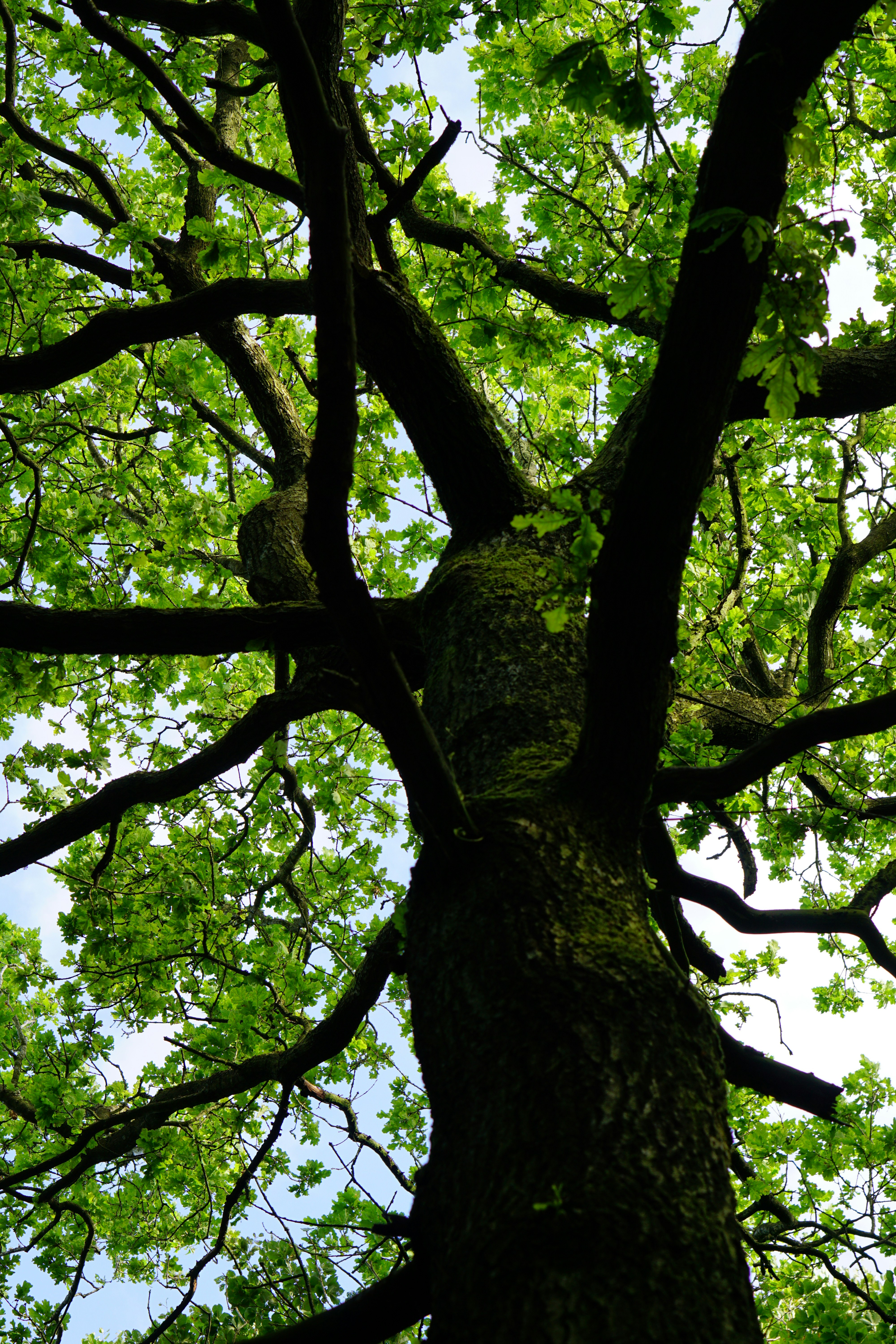 Planificación de tareas bajo incertidumbre a través del Árbol de Hipótesis y POMDPs de Terminación Abierta