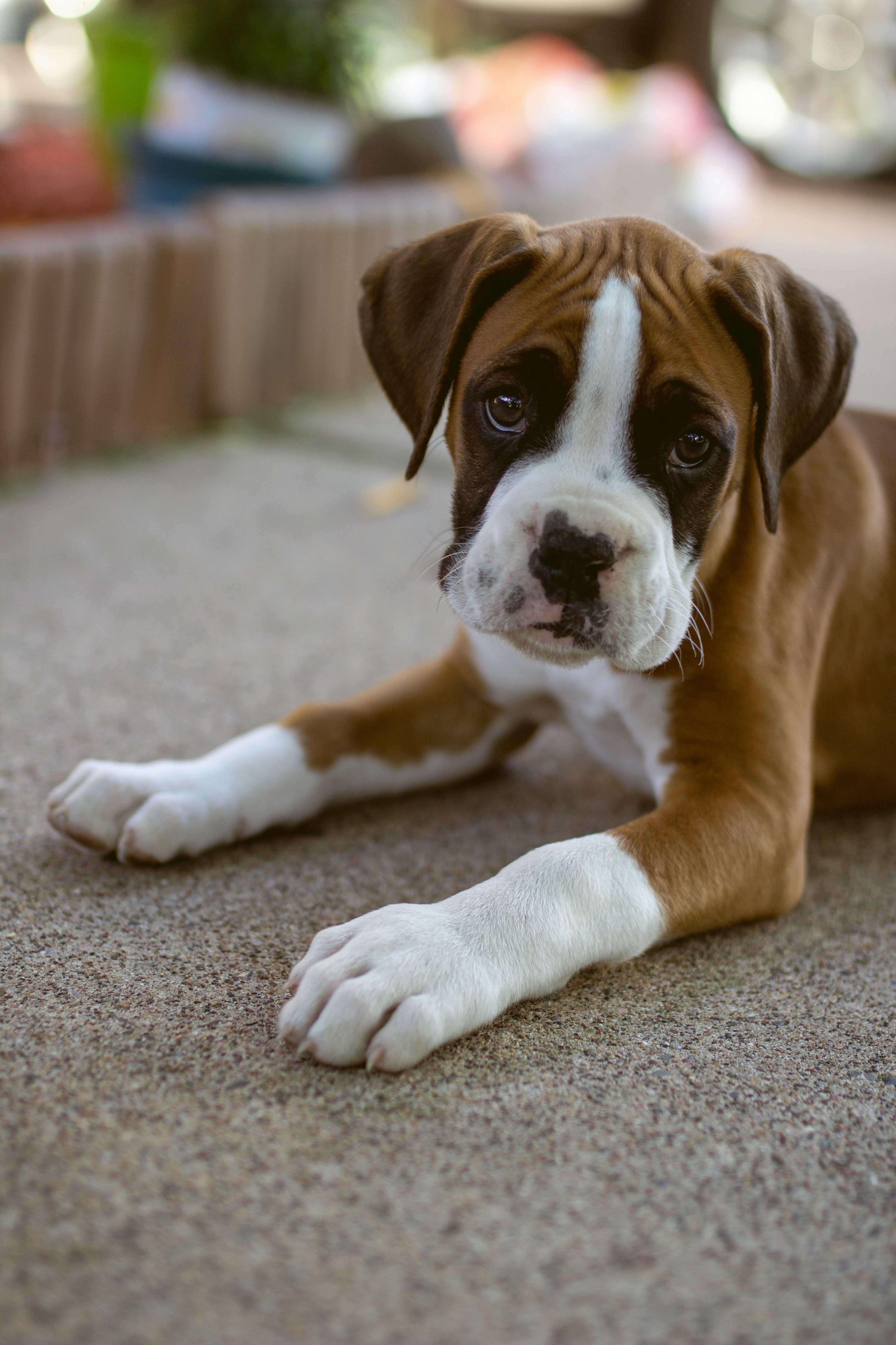 Principales razones por las que los perros boxer son mascotas familiares increíbles