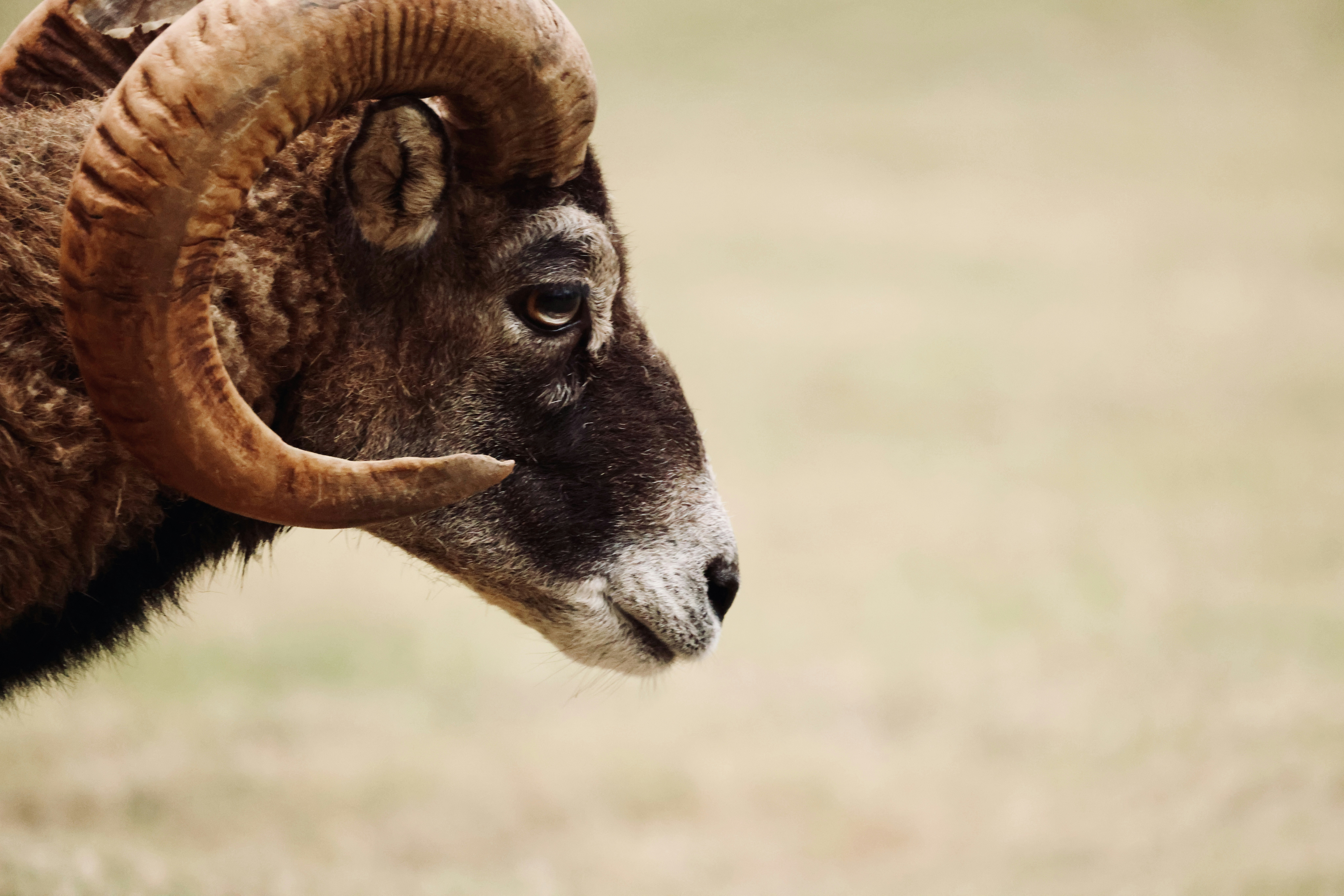 Anthropic adquiere Bun: Por qué los agentes de IA necesitan un tiempo de ejecución ligero