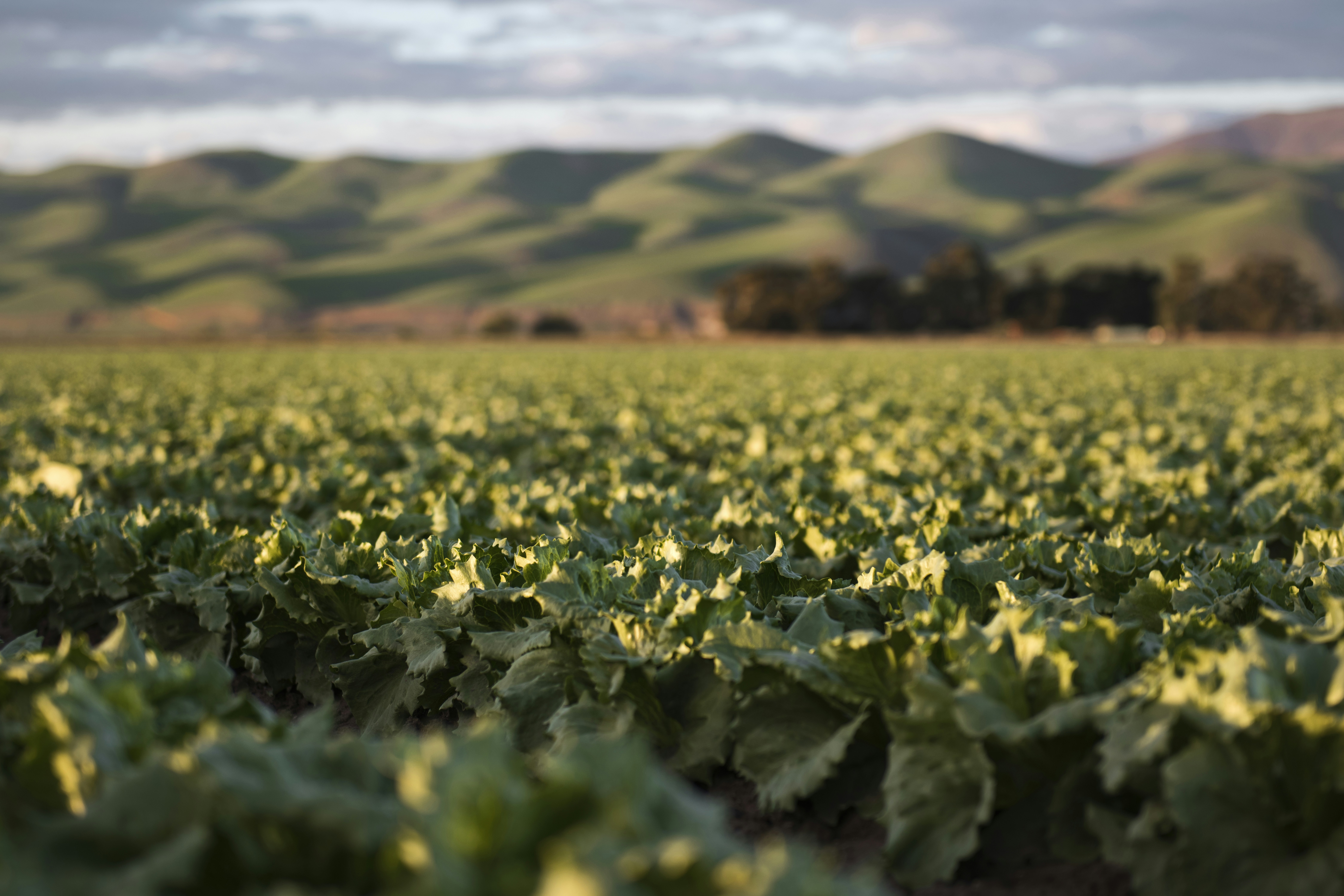 Precios supracompetitivos bajo monocultivo de IA