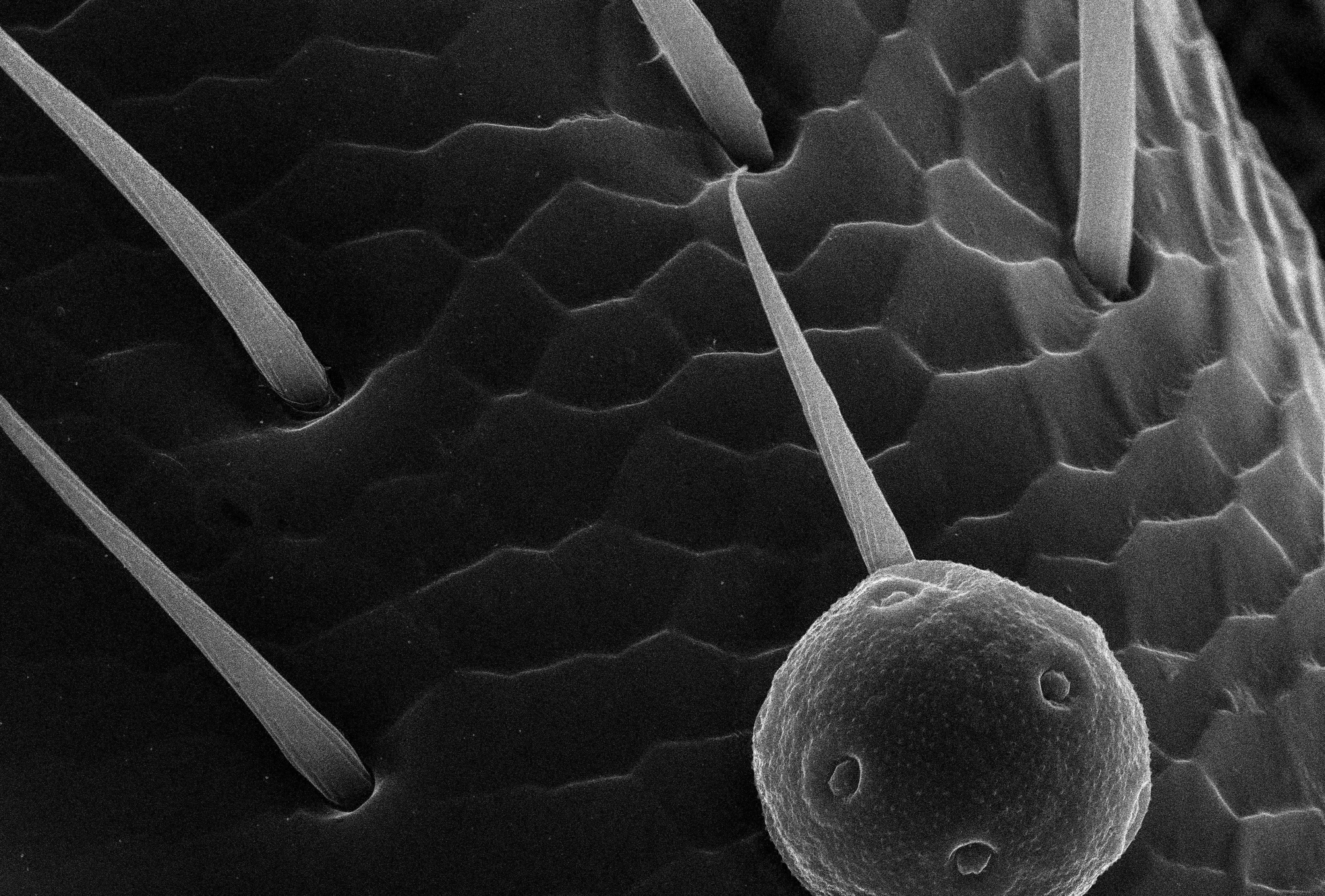 Predicción confiable de latencia de cola de microservicios mediante aprendizaje de doble flujo desacoplado y modulación de gradiente