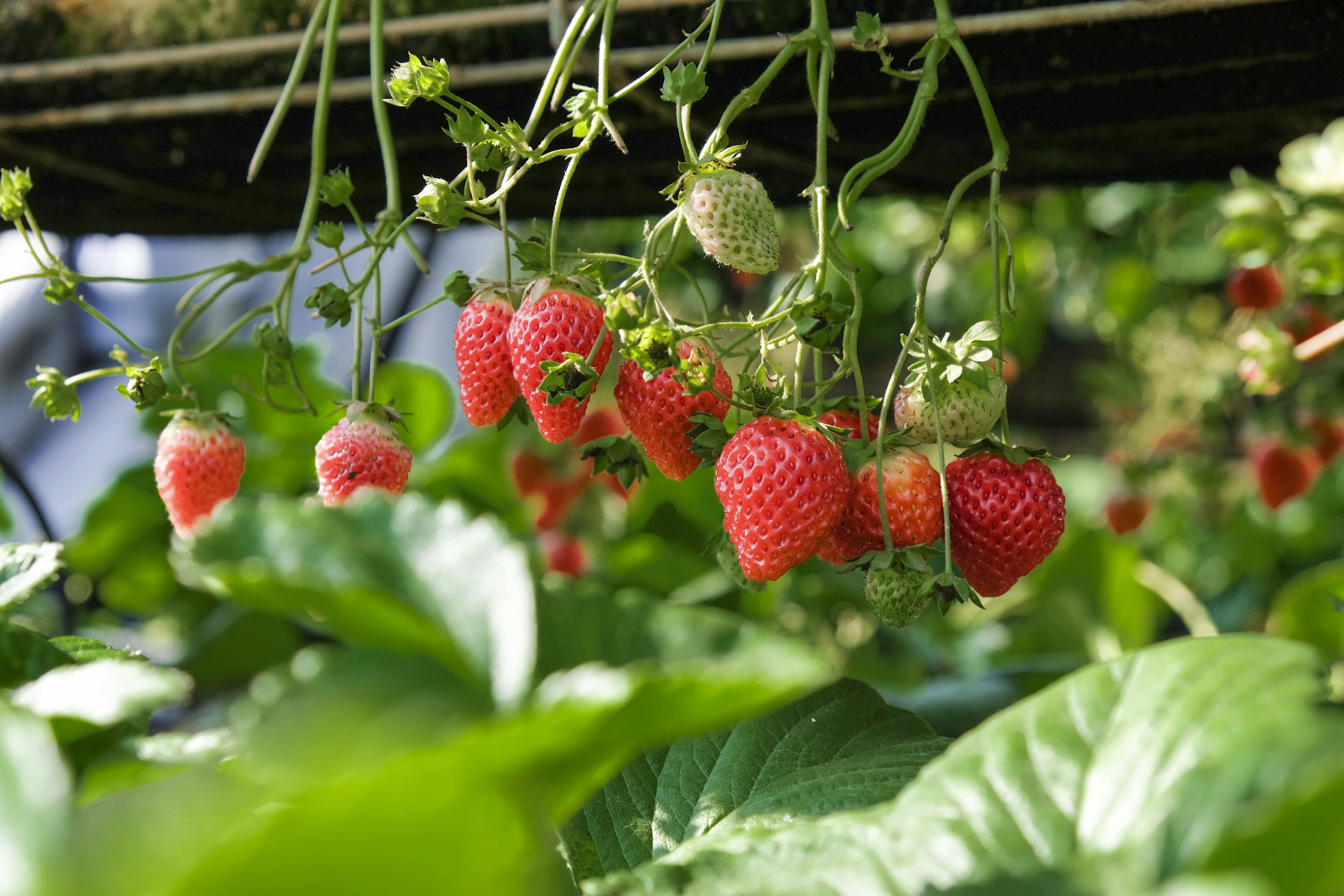 Predicción de rendimiento de fresas con IoT y ML