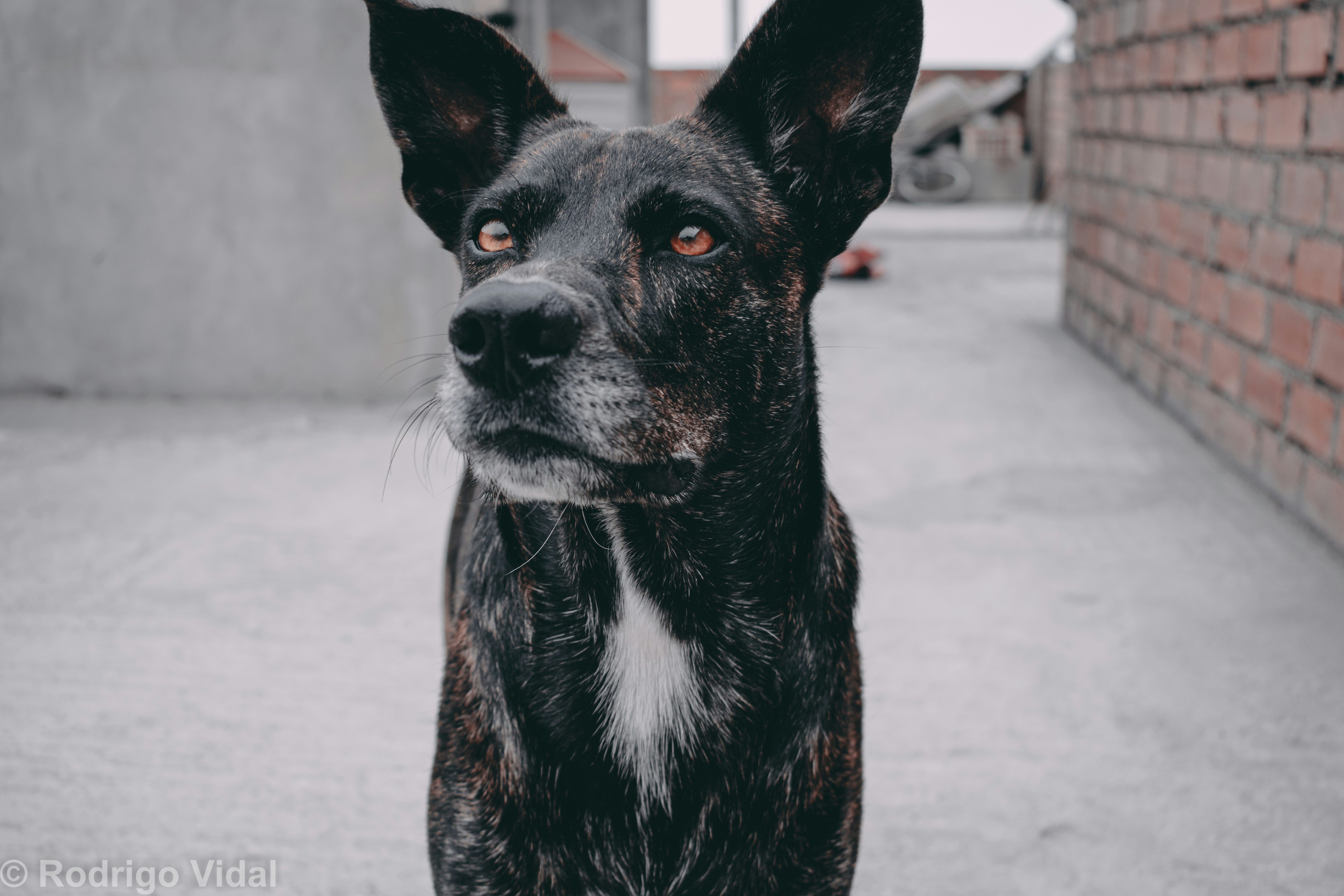 ¿Qué preguntas debo hacer antes de adoptar la IA de monitoreo de calidad del centro de contacto?