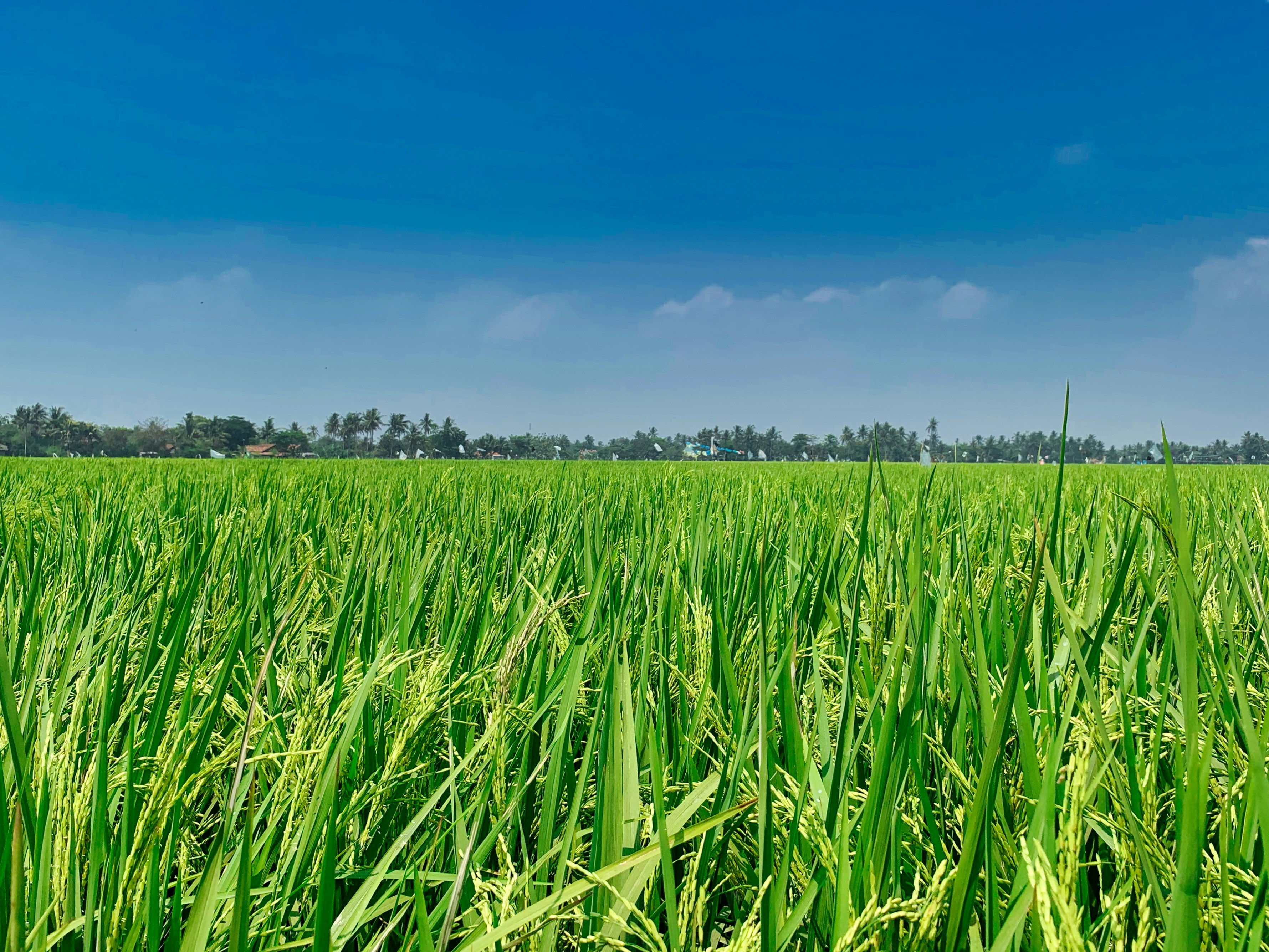Pronosticar rendimientos de arroz en Sierra Leona con ML y datos satelitales
