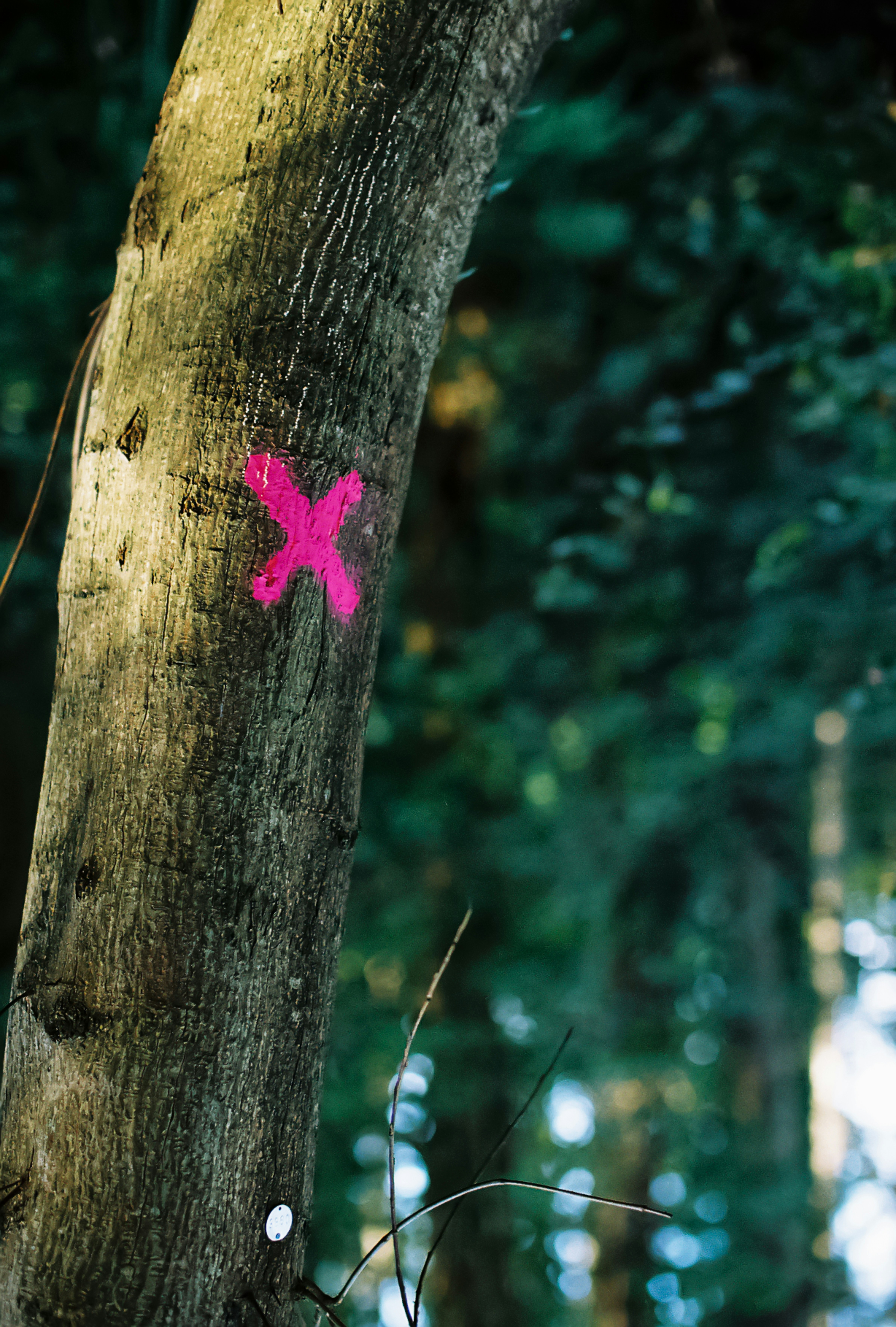 Proyecto Xen anunció silenciosamente cinco años de soporte para todas las versiones