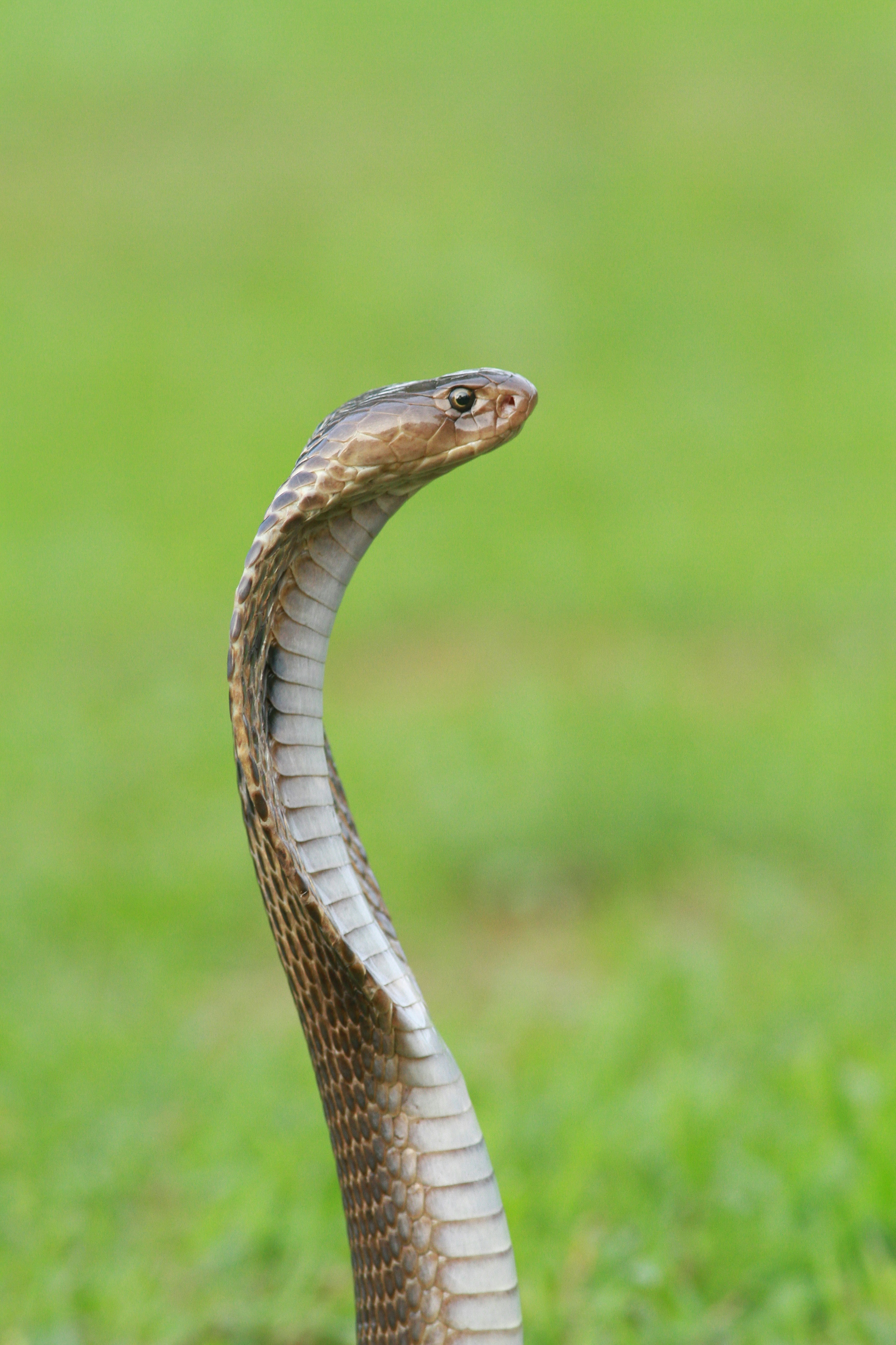 PYTHON BASICS DIA 01