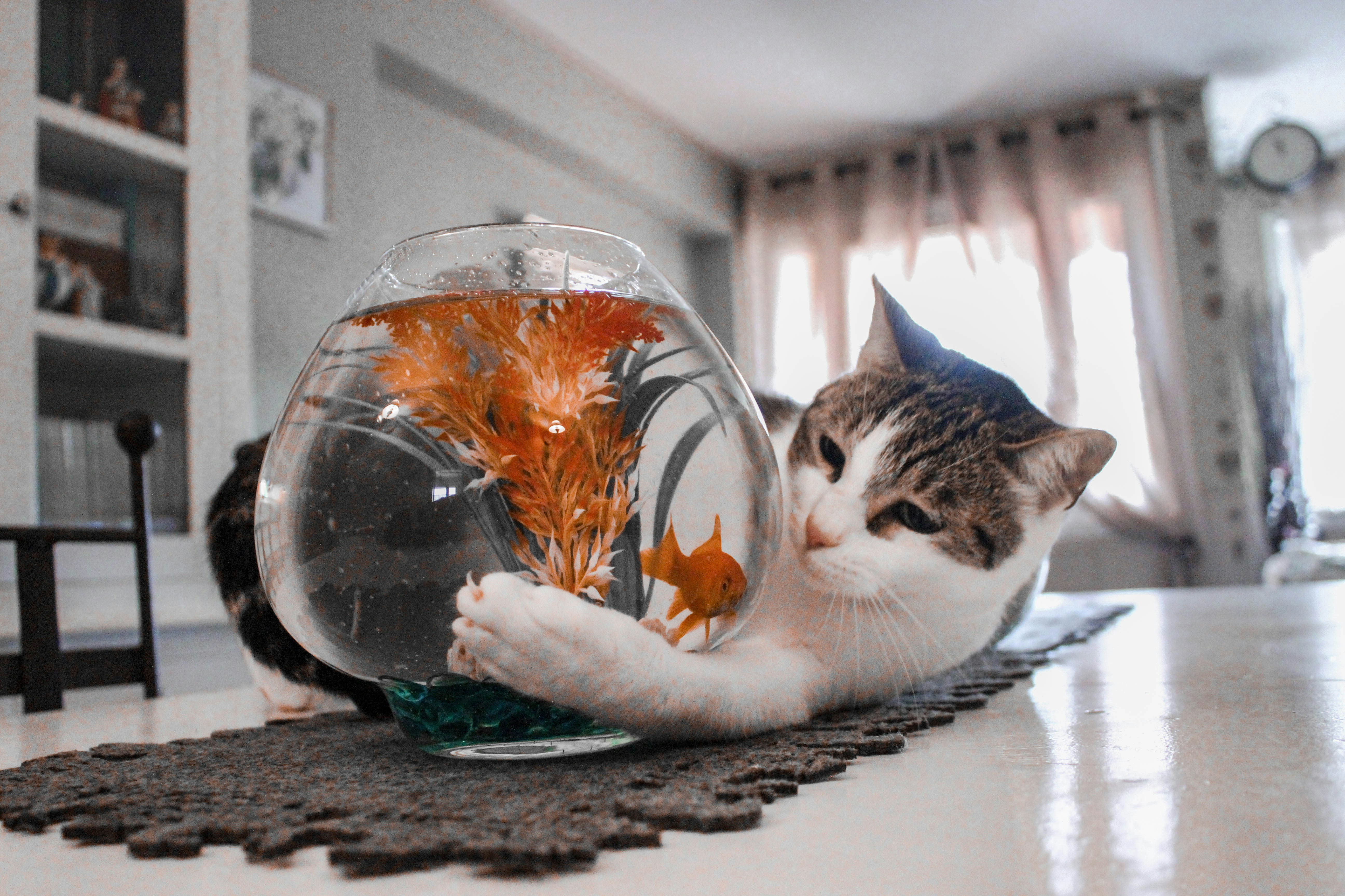 El aburrido día de la IA: Peces cuánticos y gatos viendo secar la pintura