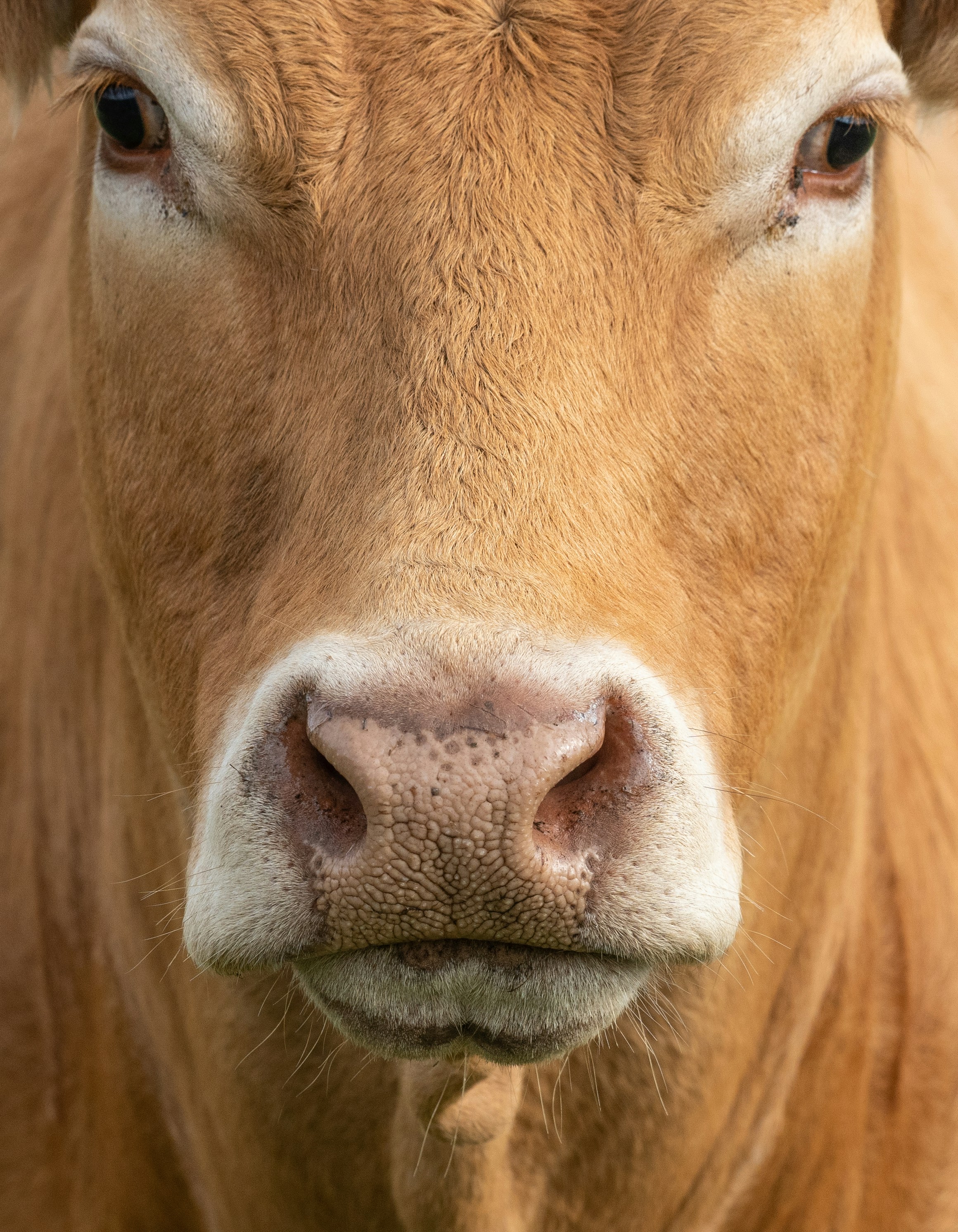 Más allá de los humanos: reconocimiento facial de animales con transfer learning