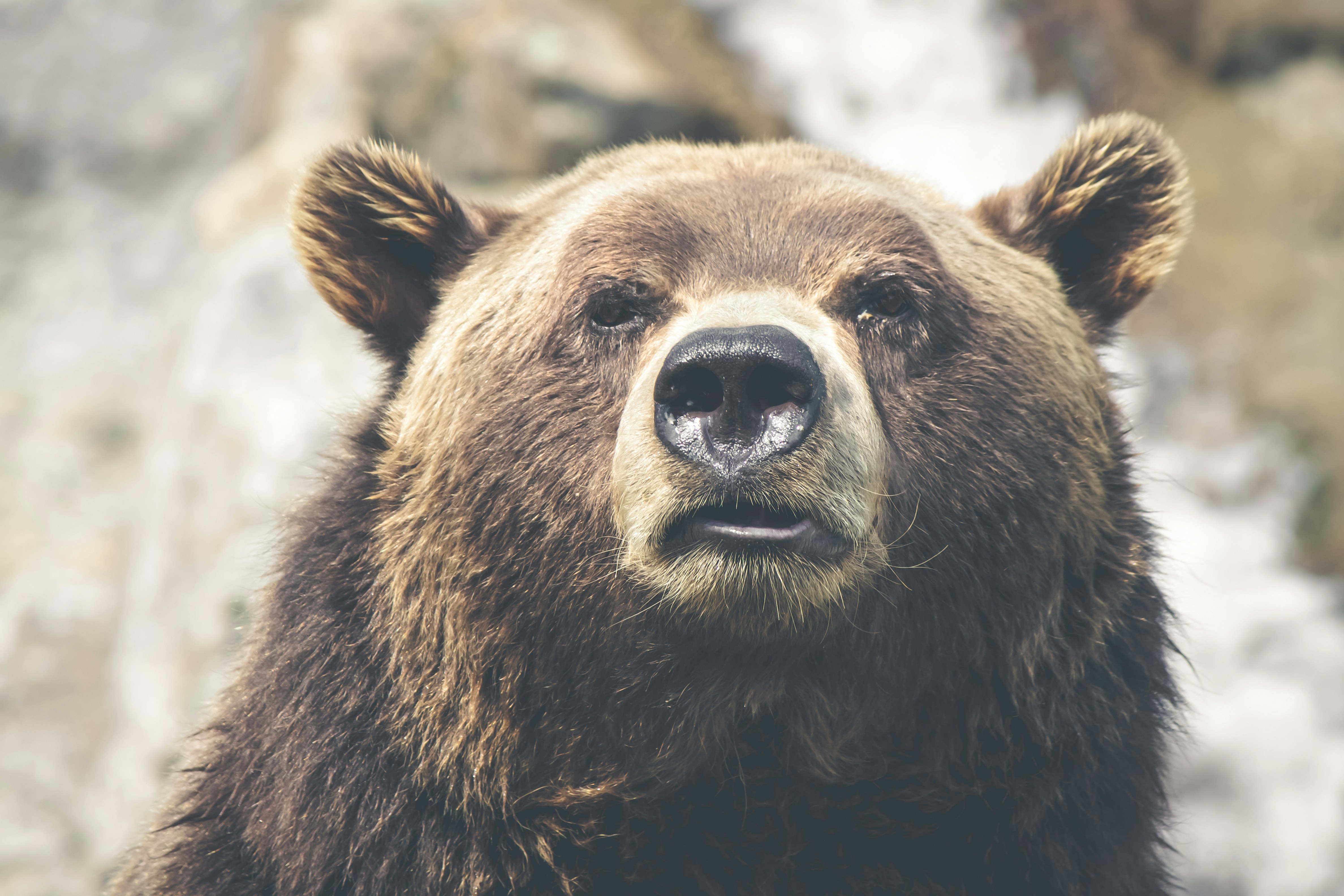 Reconocimiento facial animal multiespecie mediante transfer learning