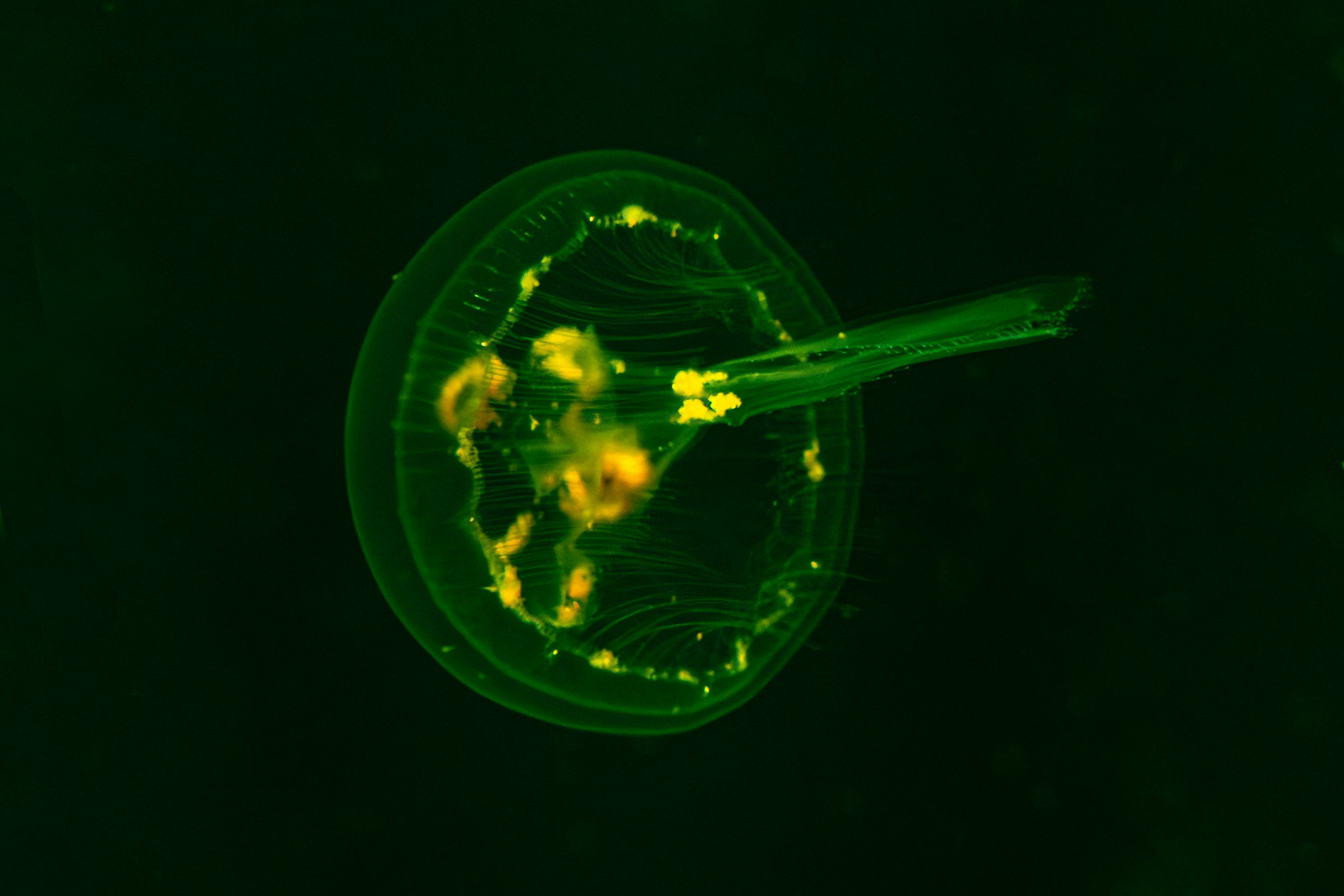 Reconstrucción del Campo Morfogénico en el Desarrollo Temprano del Embrión Humano Guiada por Transcriptómica Espacial a Nivel Celular