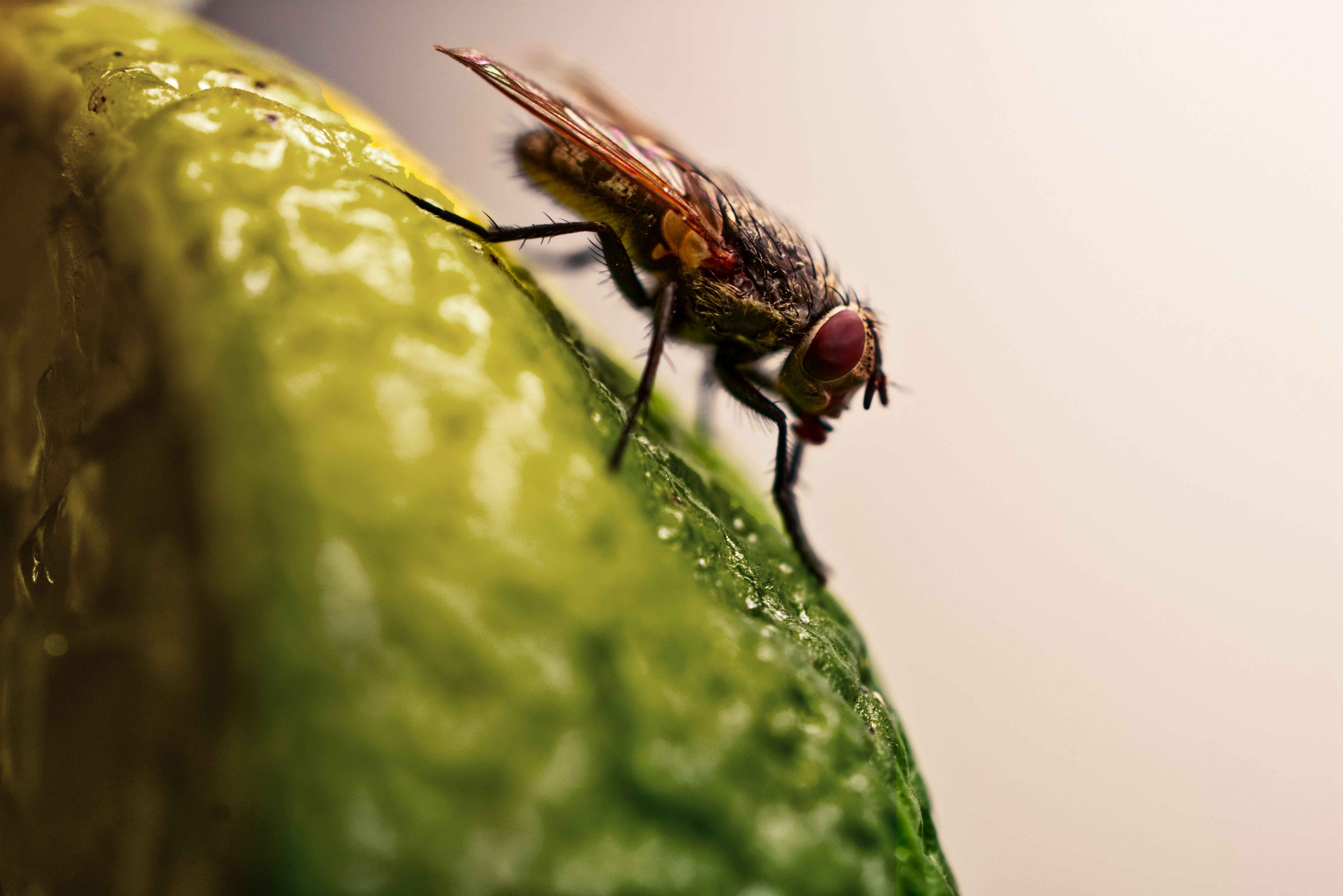 El secreto de la mosca de la fruta para la inteligencia artificial tolerante a fallas: redundancia bien hecha