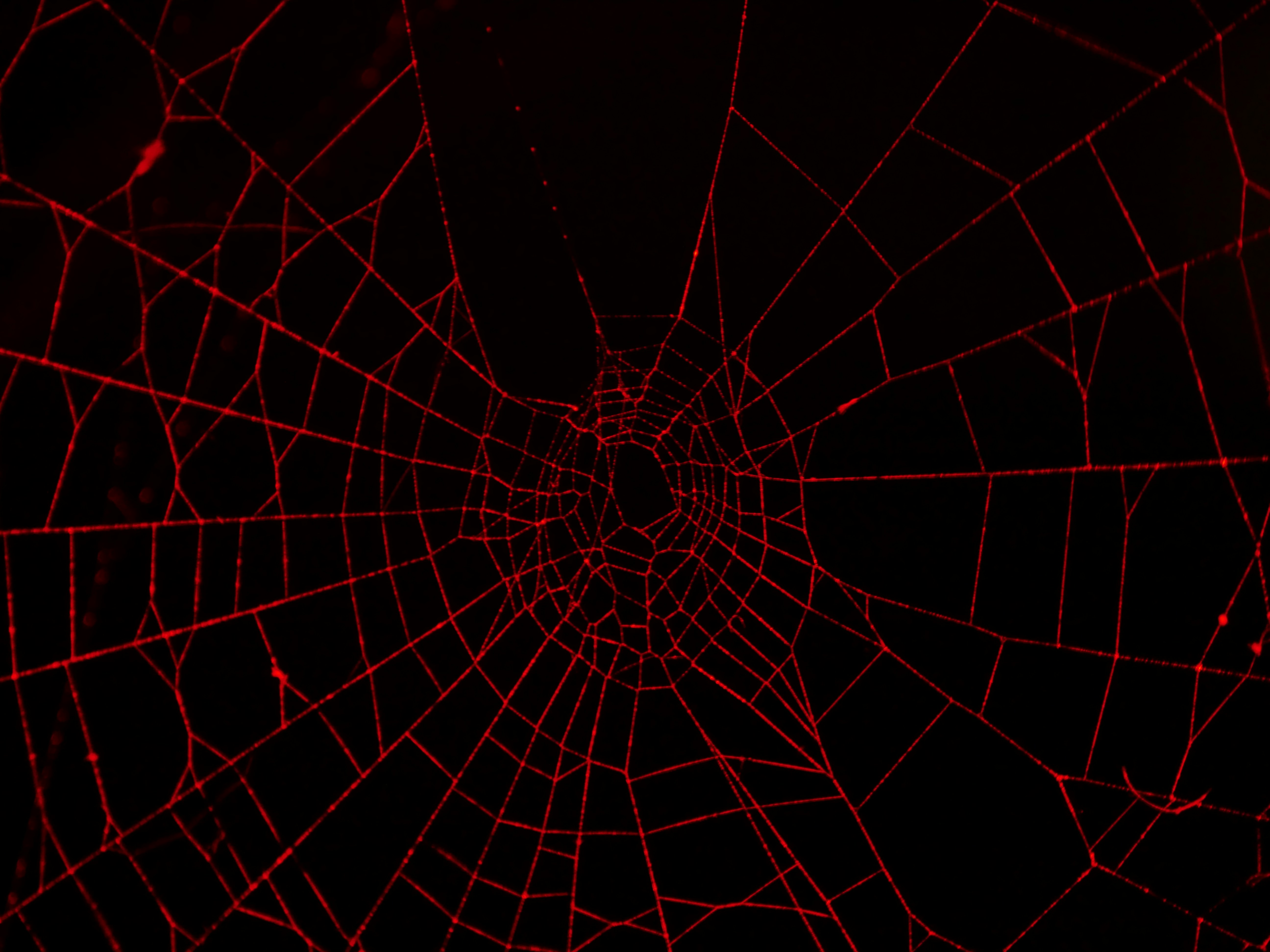 Scraper de Web Perplexity