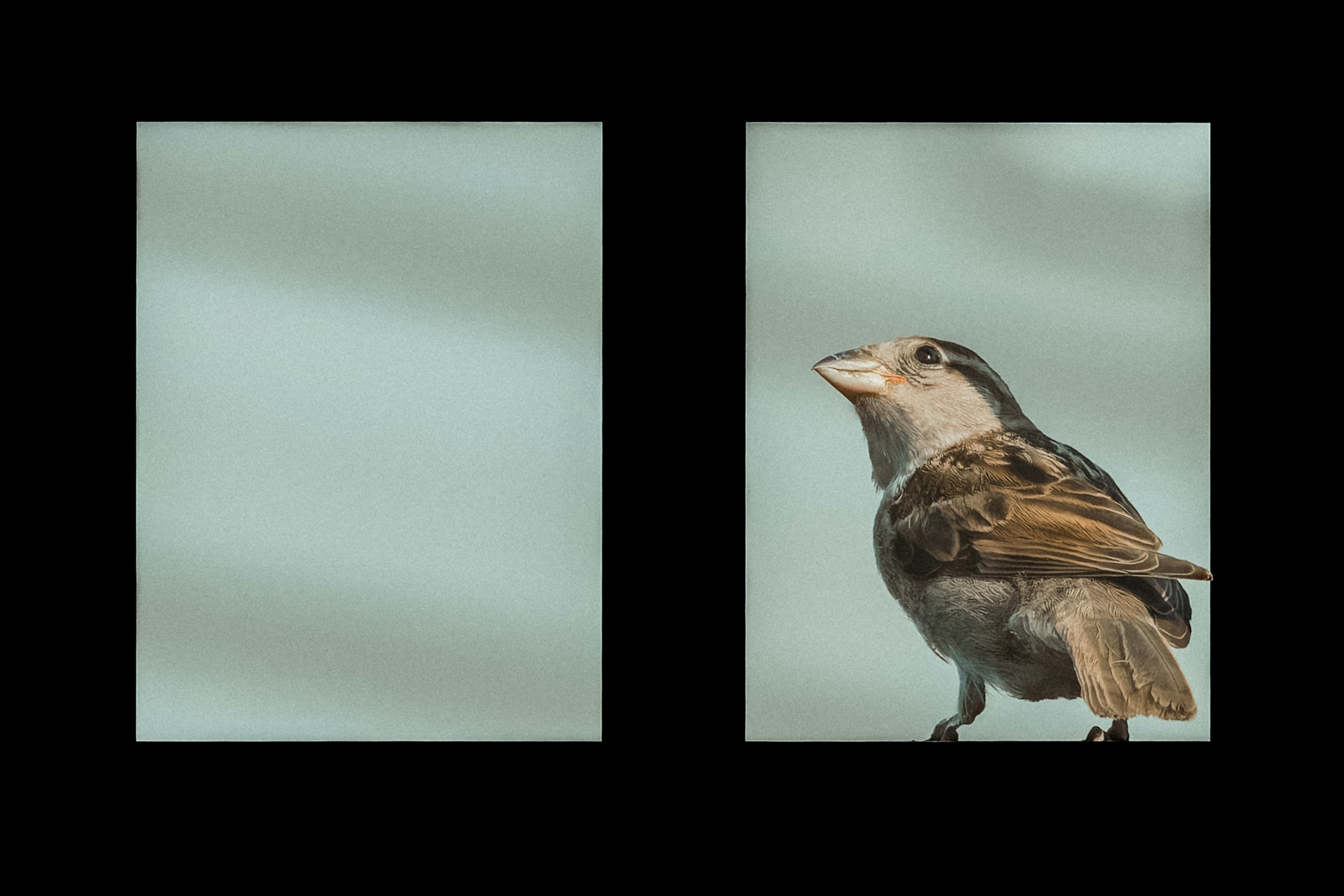 Segmentación de imágenes de aves sin referencia y supervisada utilizando modelos base: Un enfoque de doble canal con la fundamentación DINO~1.5, YOLOv11 y SAM~2.1