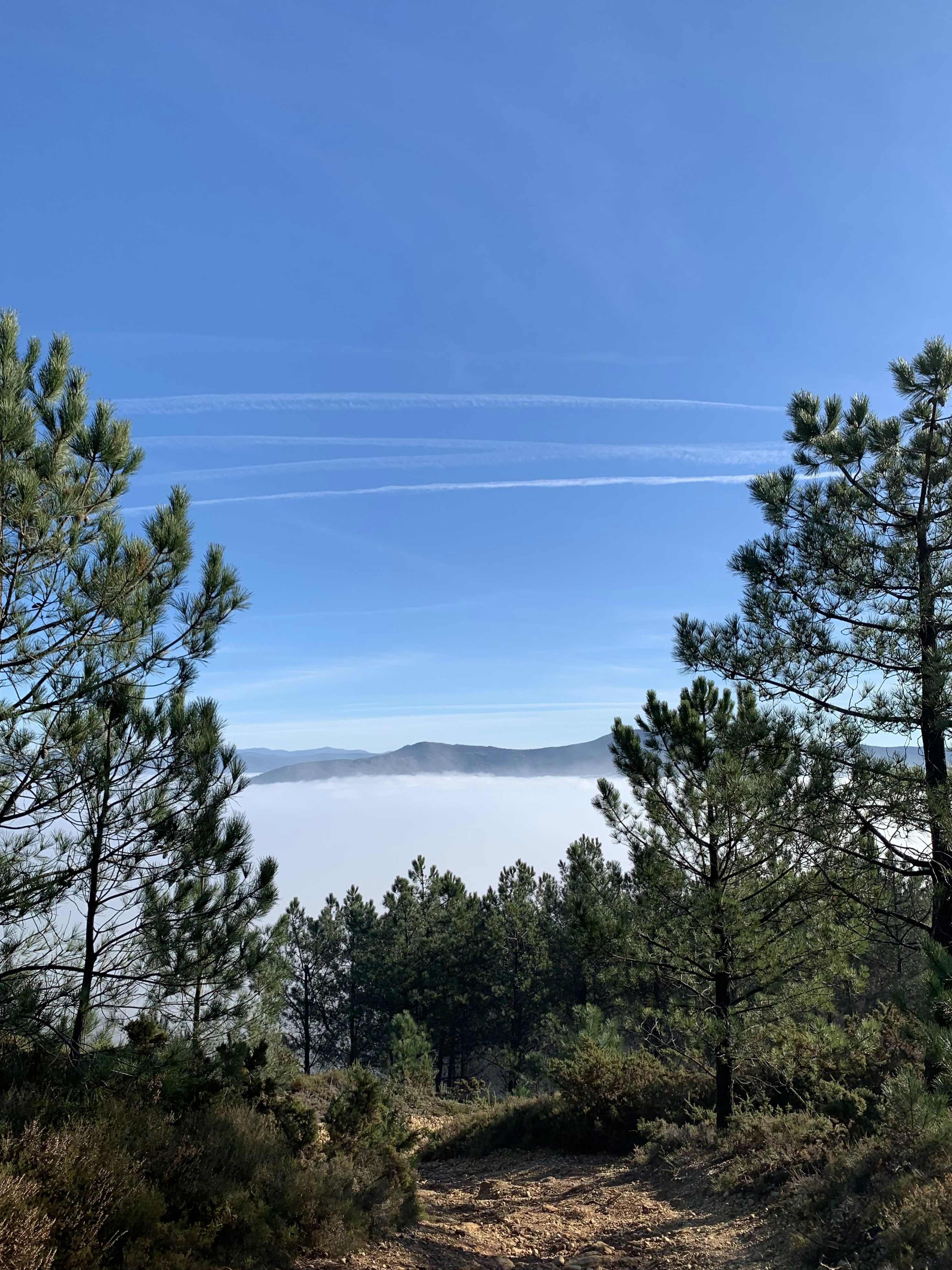 SegmentAnyTreeV2: Segmentación de Árboles en Bosques con IA