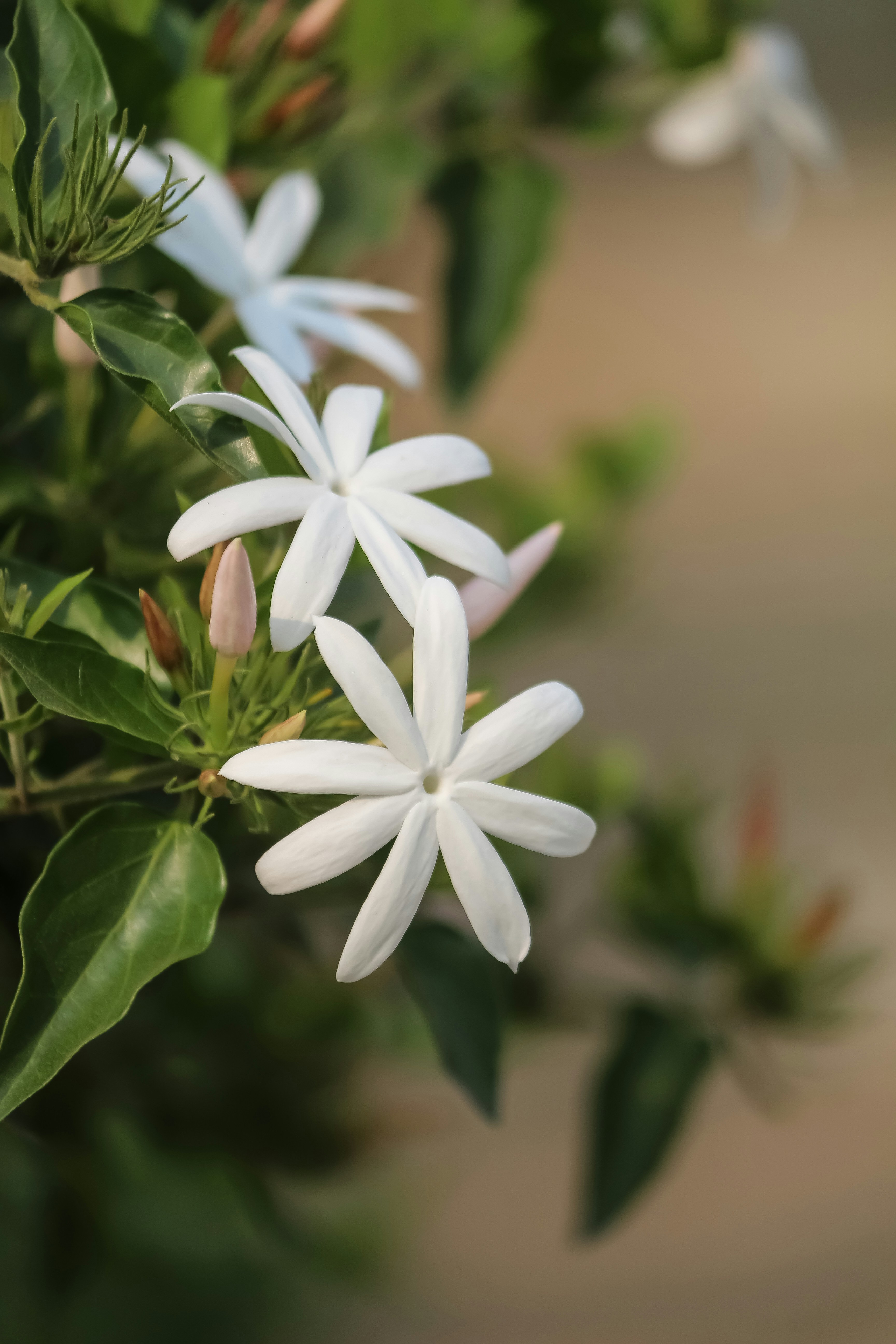 Solucionar error 'Illegal state' en Angular Karma Jasmine