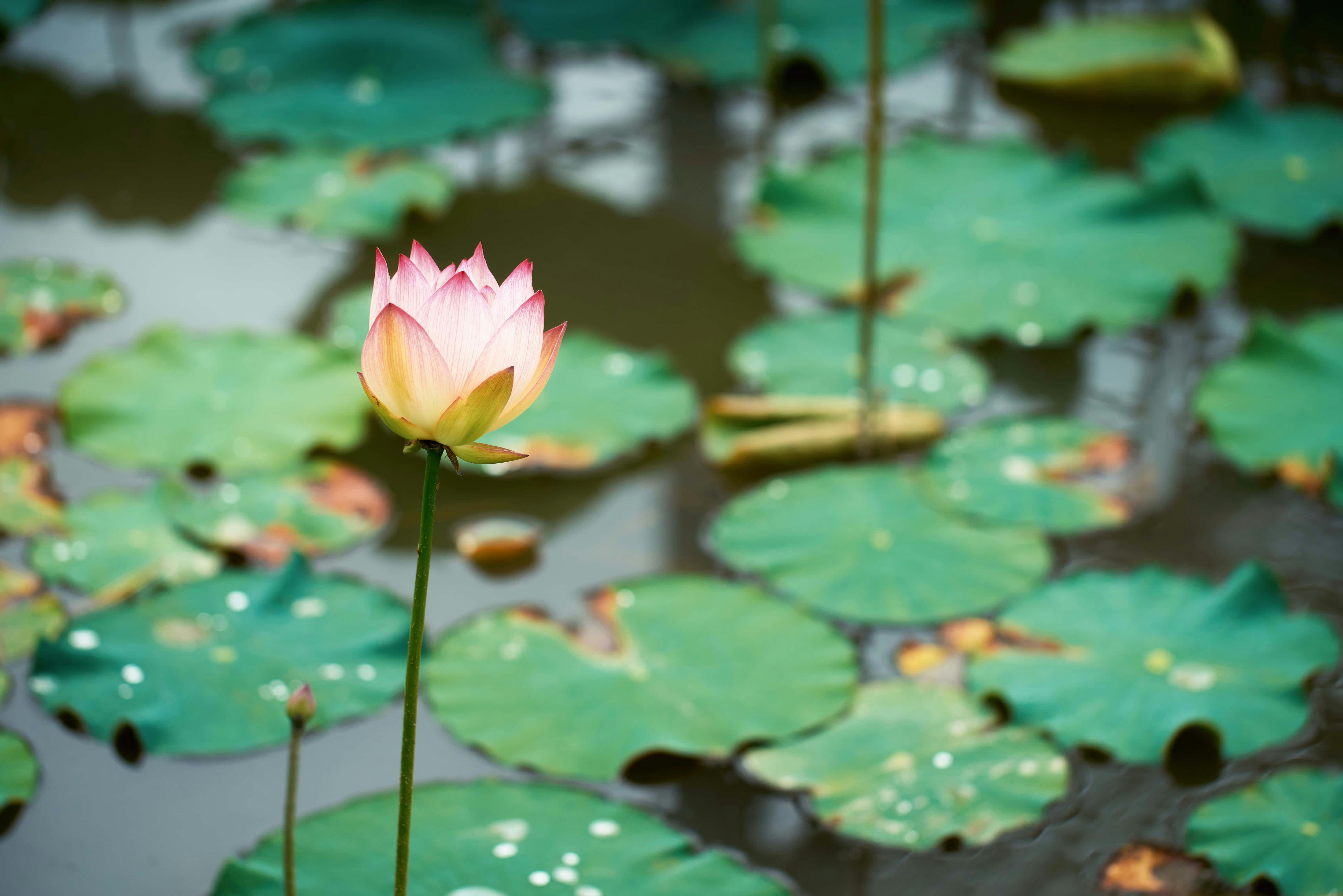 ¿Cuánto tiempo se tarda en implementar el reemplazo de Lotus Notes por una aplicación web?