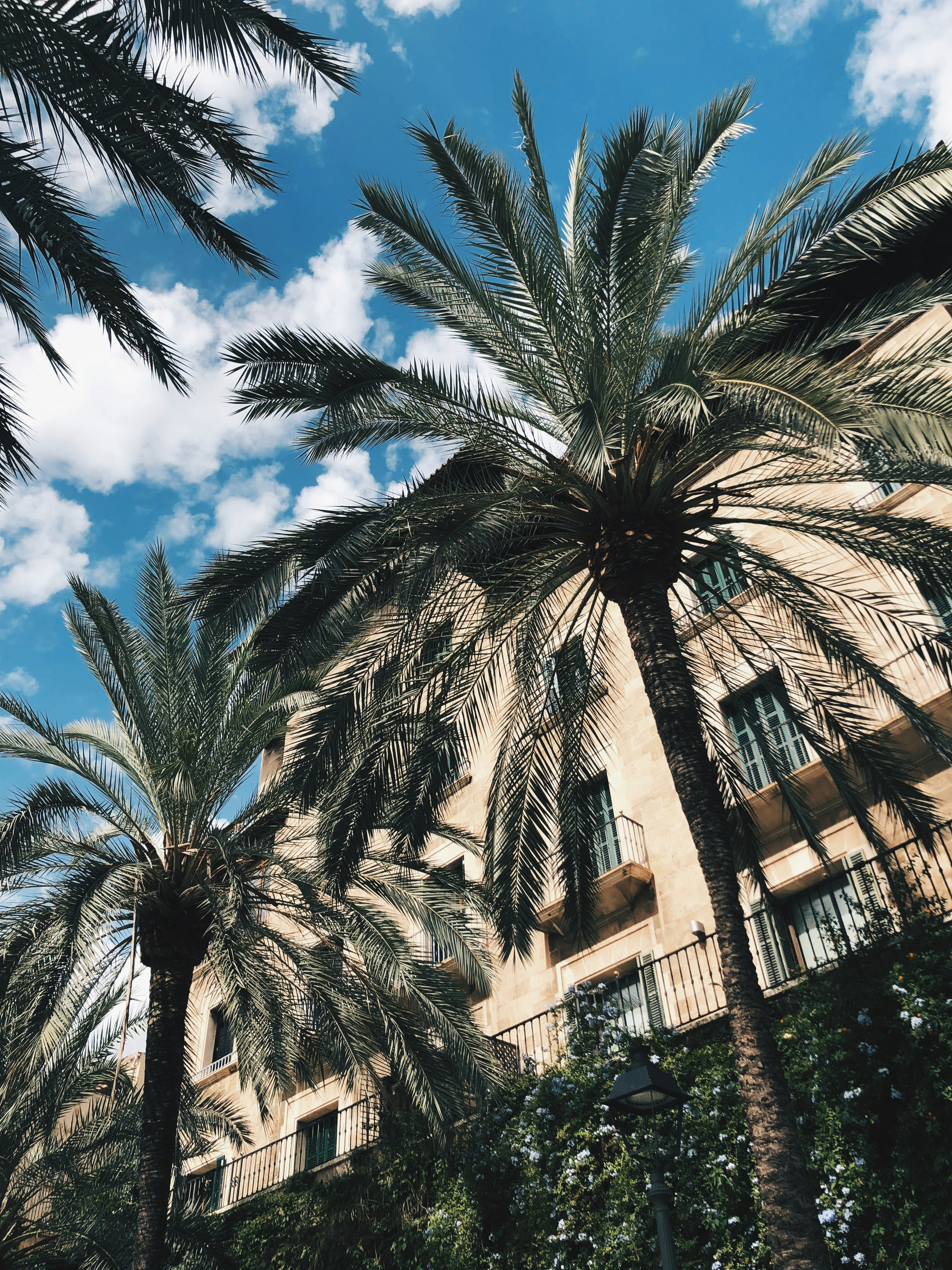 Los 50 mejores expertos en aplicación de flujo de trabajo personalizada en Palma
