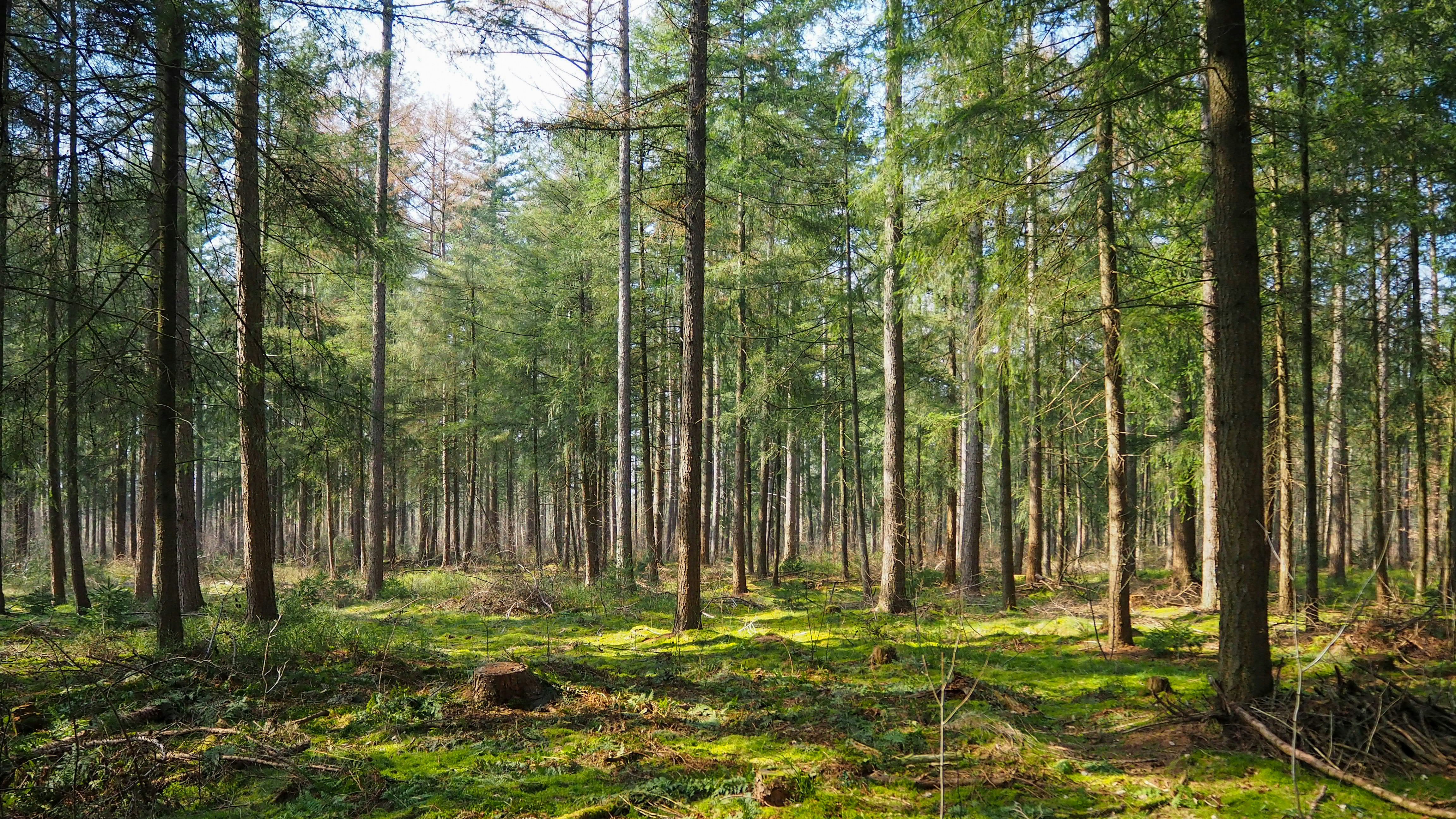 Transfer learning para bosques causales