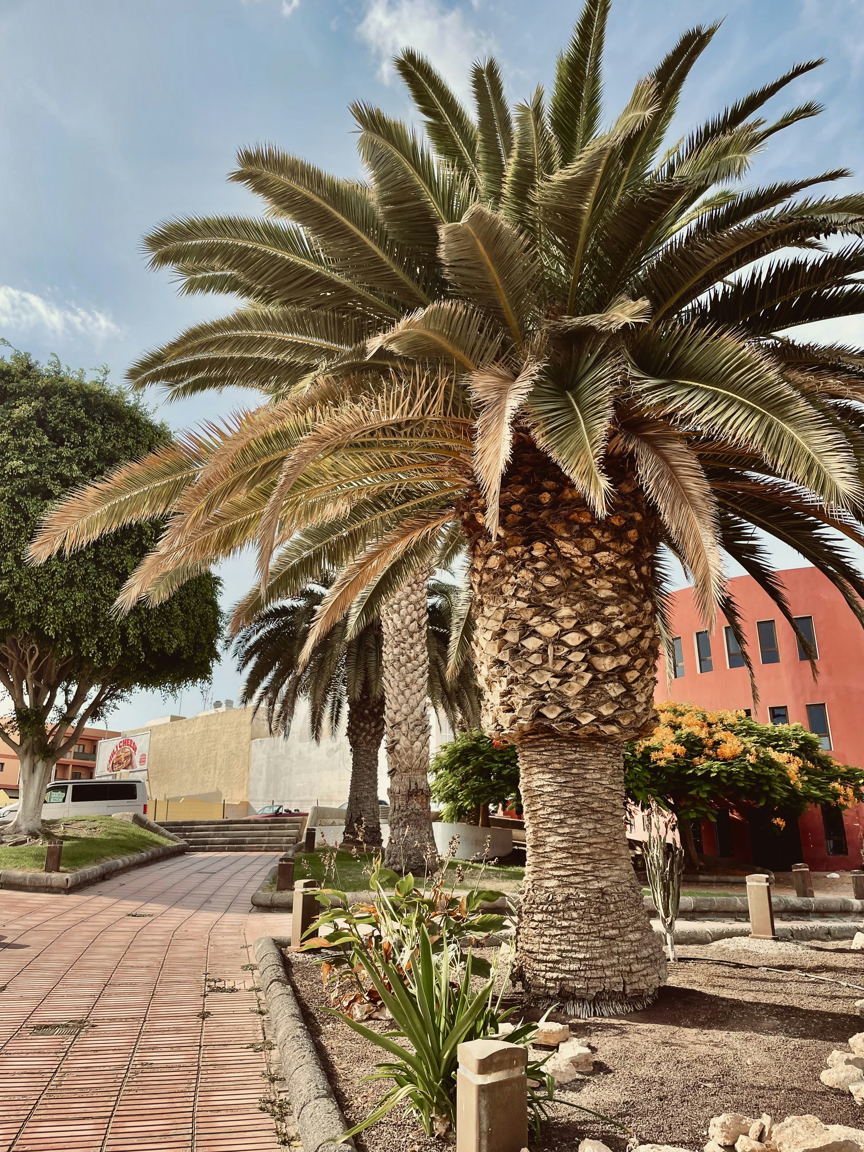 reemplazar bandeja de entrada compartida con triaje inteligente en Palma