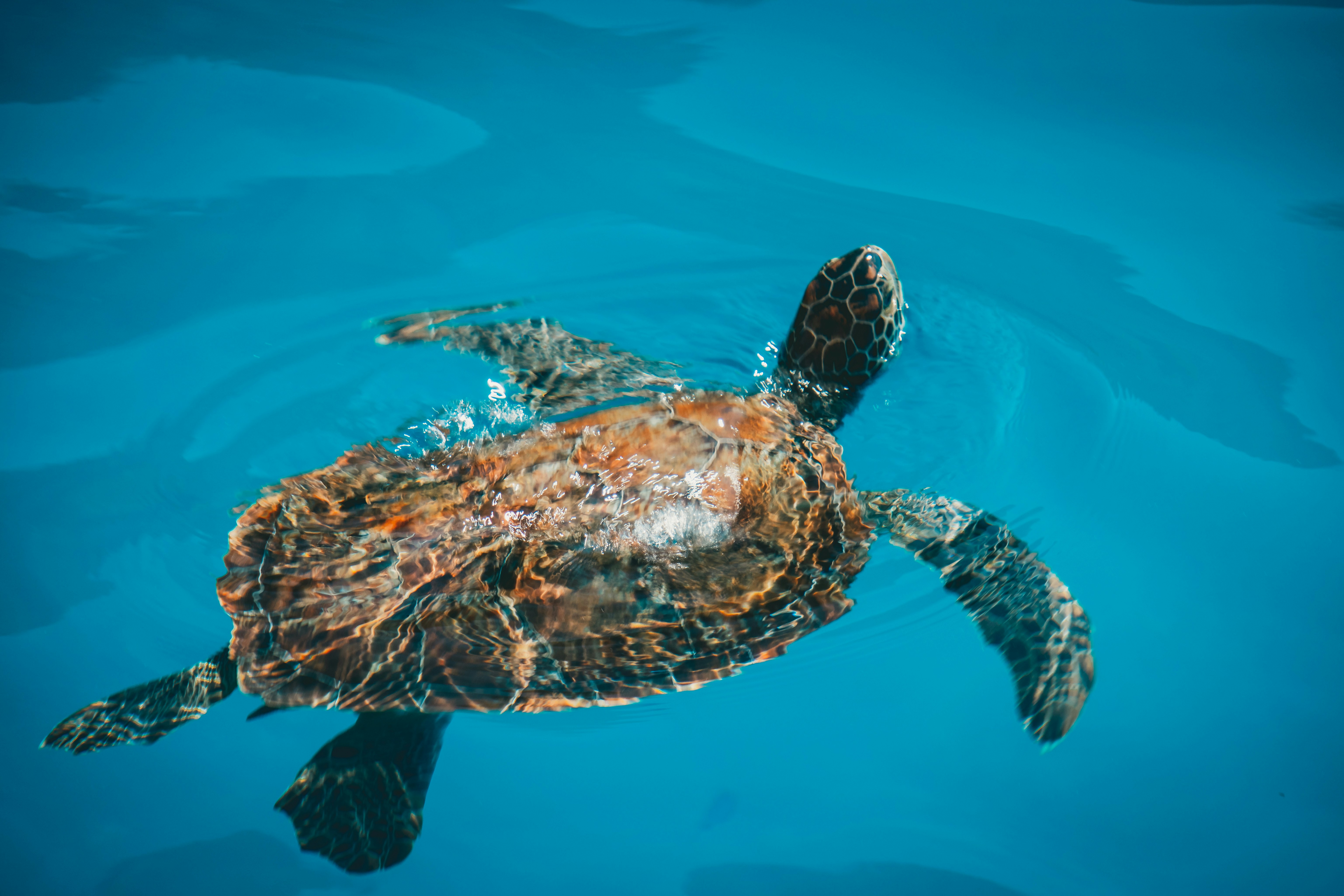 TurtleAI: Evaluación de modelos multimodales en Turtle Graphics